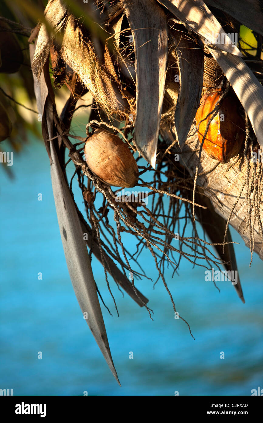 Coconut Tree, Likuliku Lagoon Resort, Malolo Island, Mamanucas, Fidschi Stockfoto