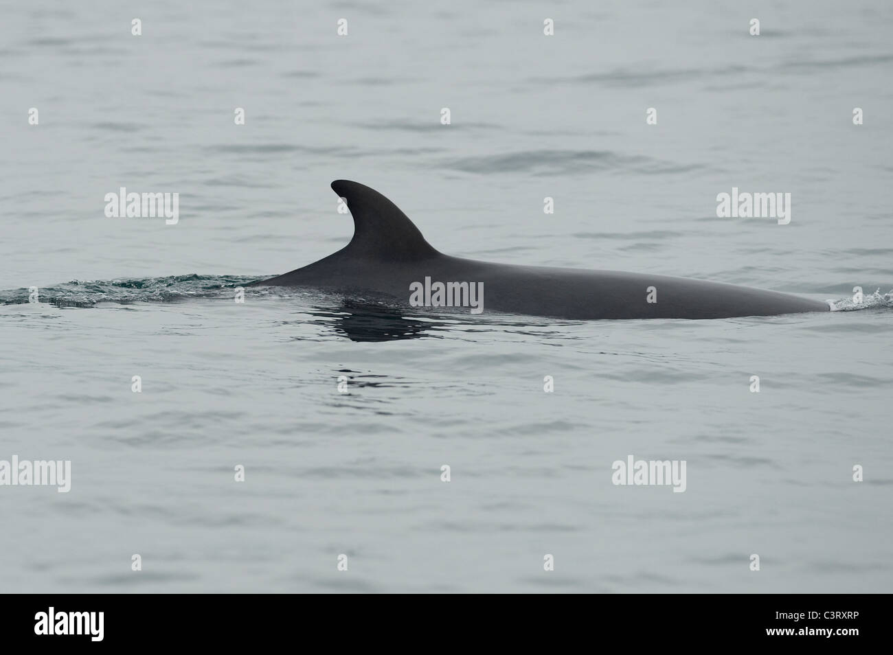 Nördlichen Minke Whale (Balaenoptera Acutorostrata) Moray Firth, Scotland, UK Stockfoto