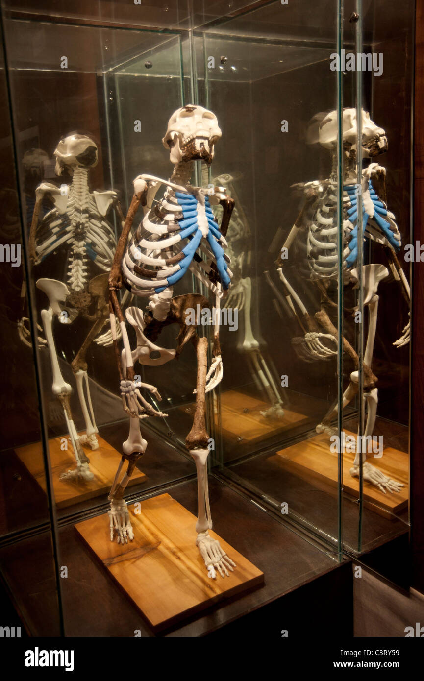 Replik des 3,5 Millionen Jahre alten Skeletts von Lucy, Nationalmuseum von Äthiopien, Addis Abeba, Äthiopien Stockfoto