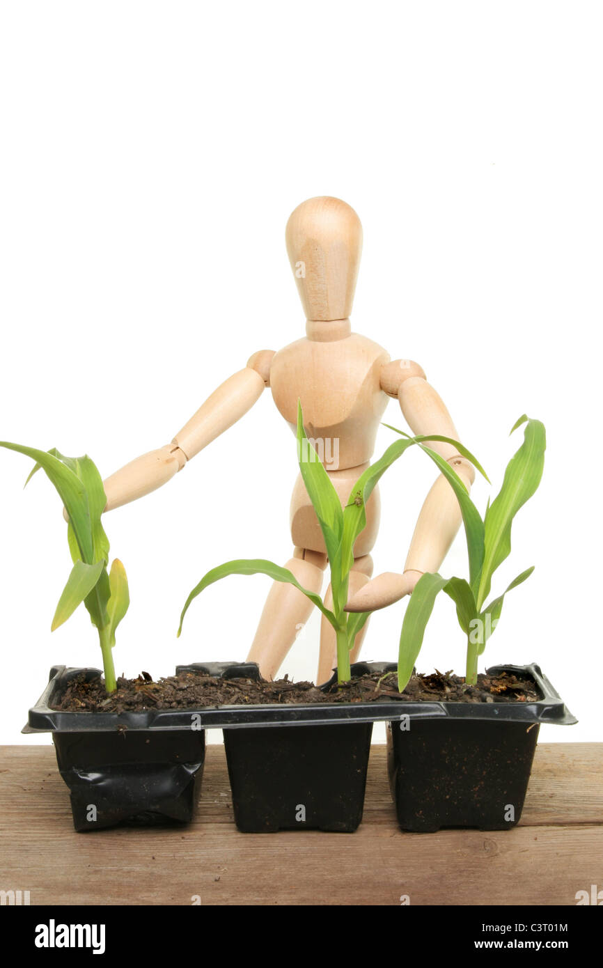 Künstler hölzerne Gliederpuppe tendenziell Pflanzensämlinge auf eine Pottingbank Stockfoto