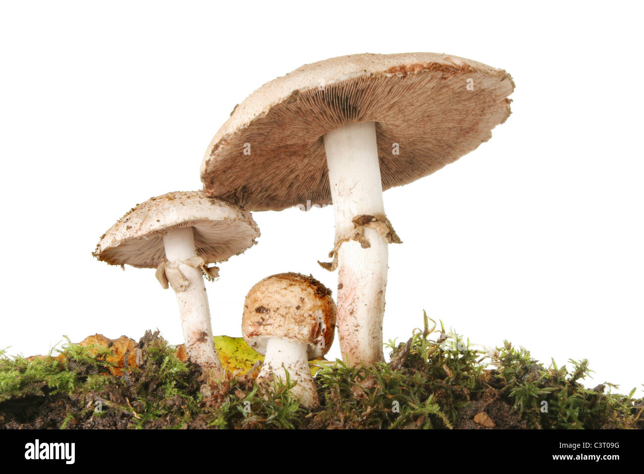 Pilze in den verschiedenen Phasen des Wachstums von Moos und herbstlichen Laubstreu Stockfoto