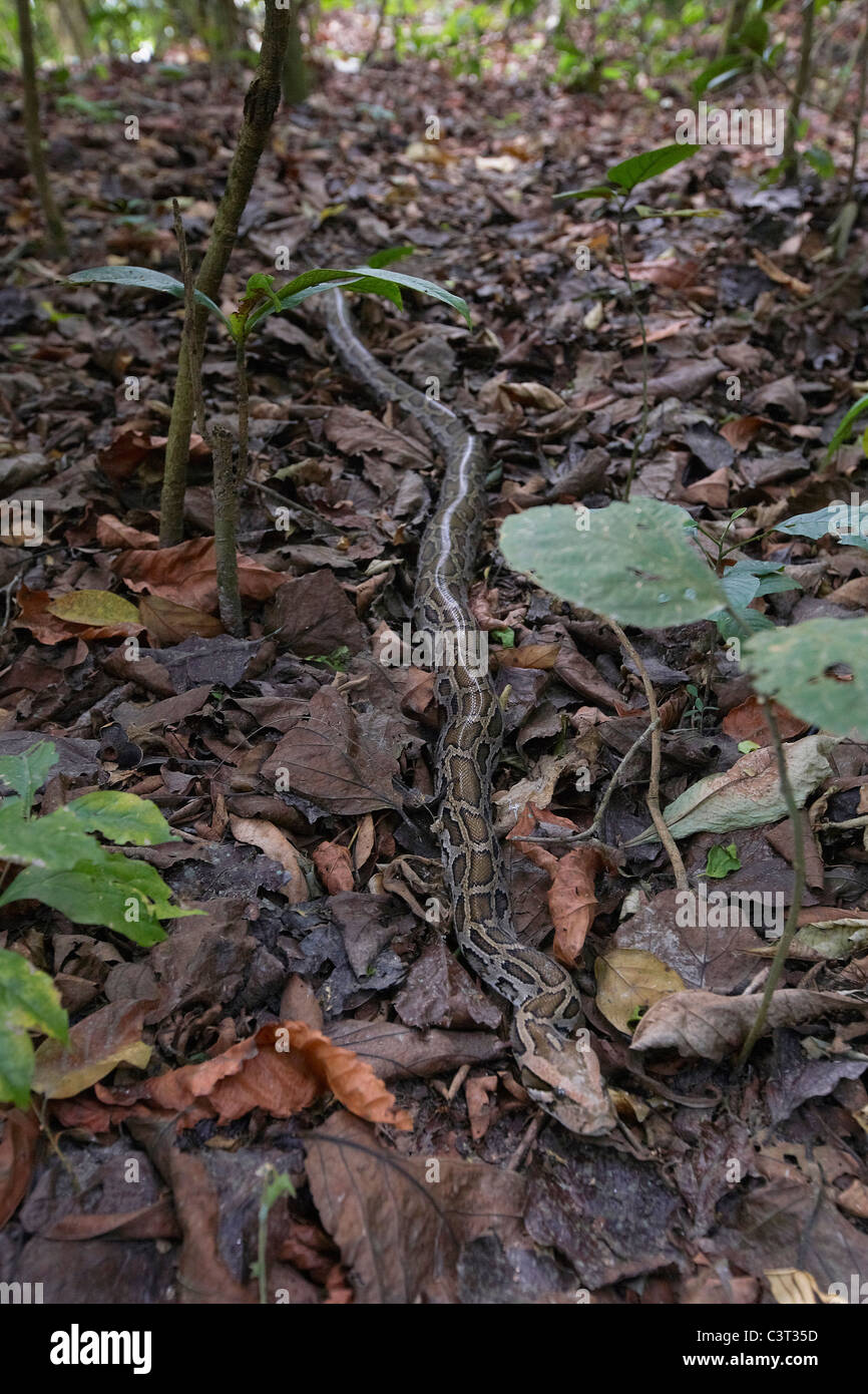 Indischer Rock Python, Python aus auf Waldboden, Chitwan Nationalpark, Nepal. Stockfoto