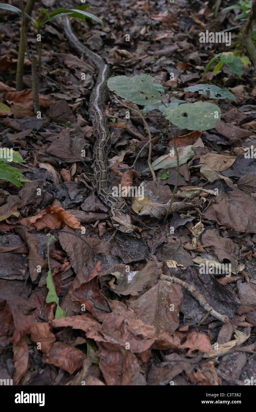 Indischer Rock Python, Python aus auf Waldboden, Chitwan Nationalpark, Nepal. Stockfoto