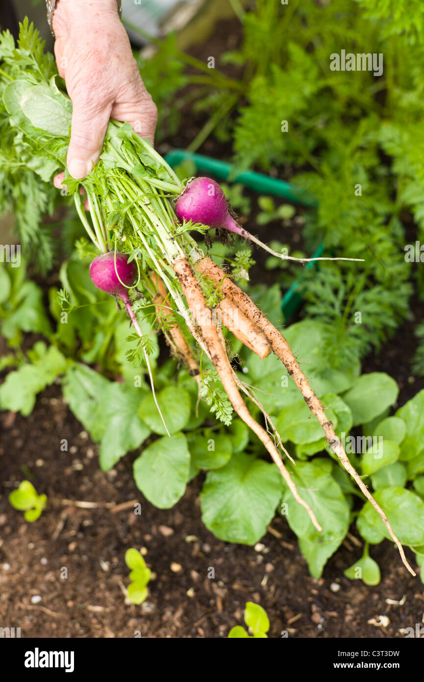 Frische Radieschen und übermäßig überwinterte Karotten zog aus pflanzlichen Pflanzer im Mai Stockfoto