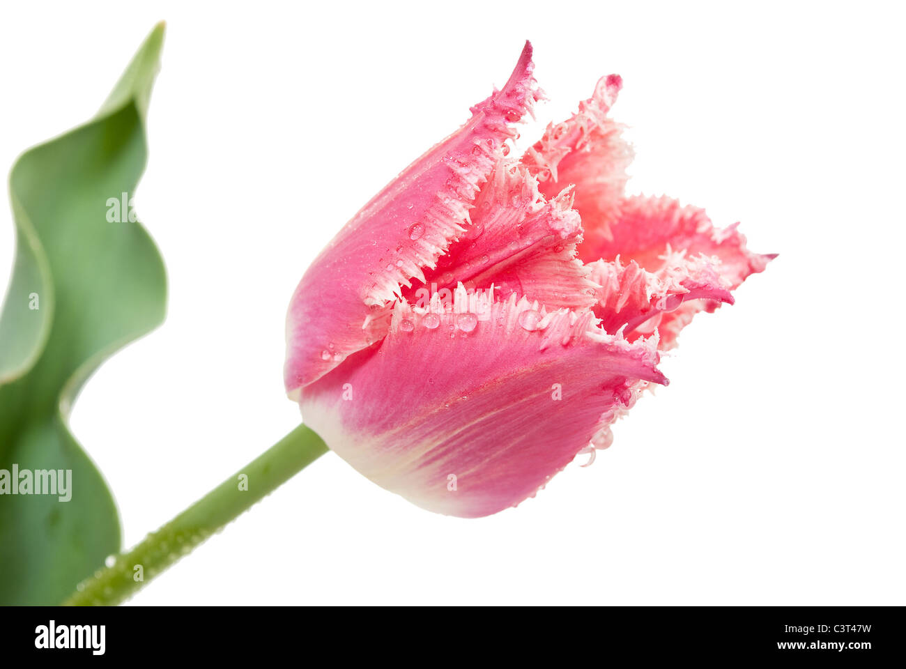 Rosa Tulpe Stockfoto
