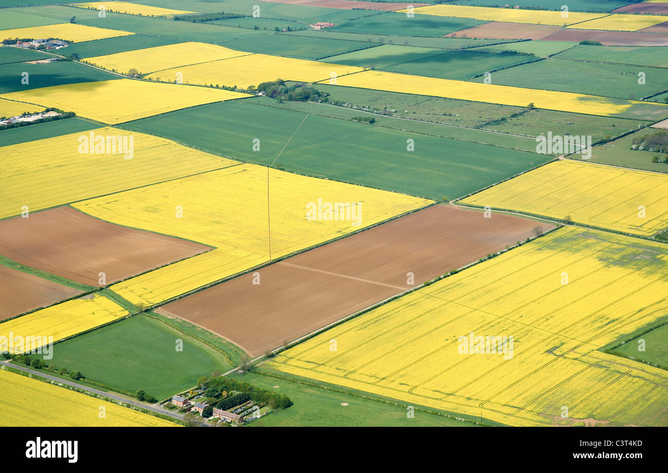 Felder der Raps, aus der Luft, Lincolnshire, England Ostern Stockfoto