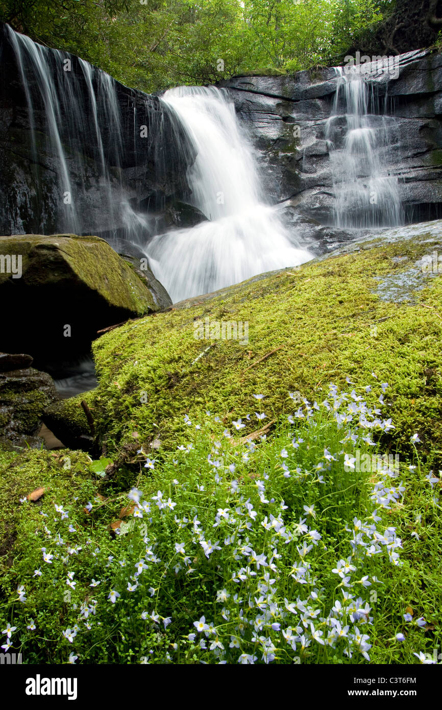 Bluets und Zeder Steinschlag (zusammengesetztes Bild) - Pisgah National Forest - in der Nähe von Brevard, North Carolina, USA Stockfoto