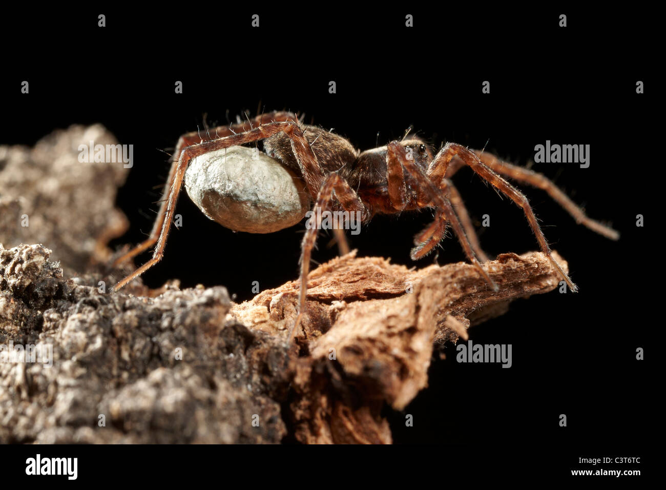 Weibliche Wolfsspinne, Pardosa Amentata tragen ihre breite gefalzt Ei Sac, UK Stockfoto