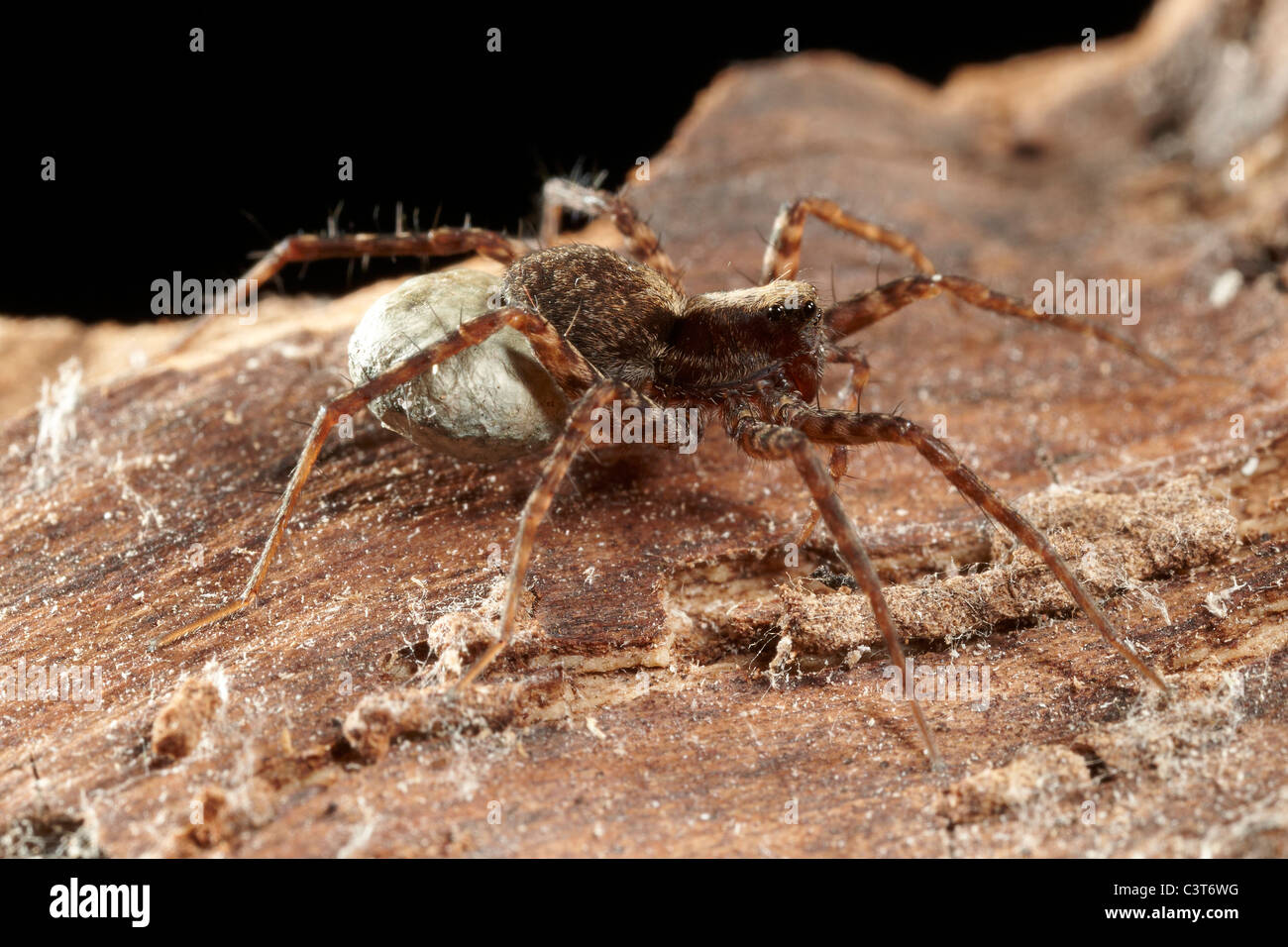Weibliche Wolfsspinne, Pardosa Amentata tragen ihre breite gefalzt Ei Sac, UK Stockfoto