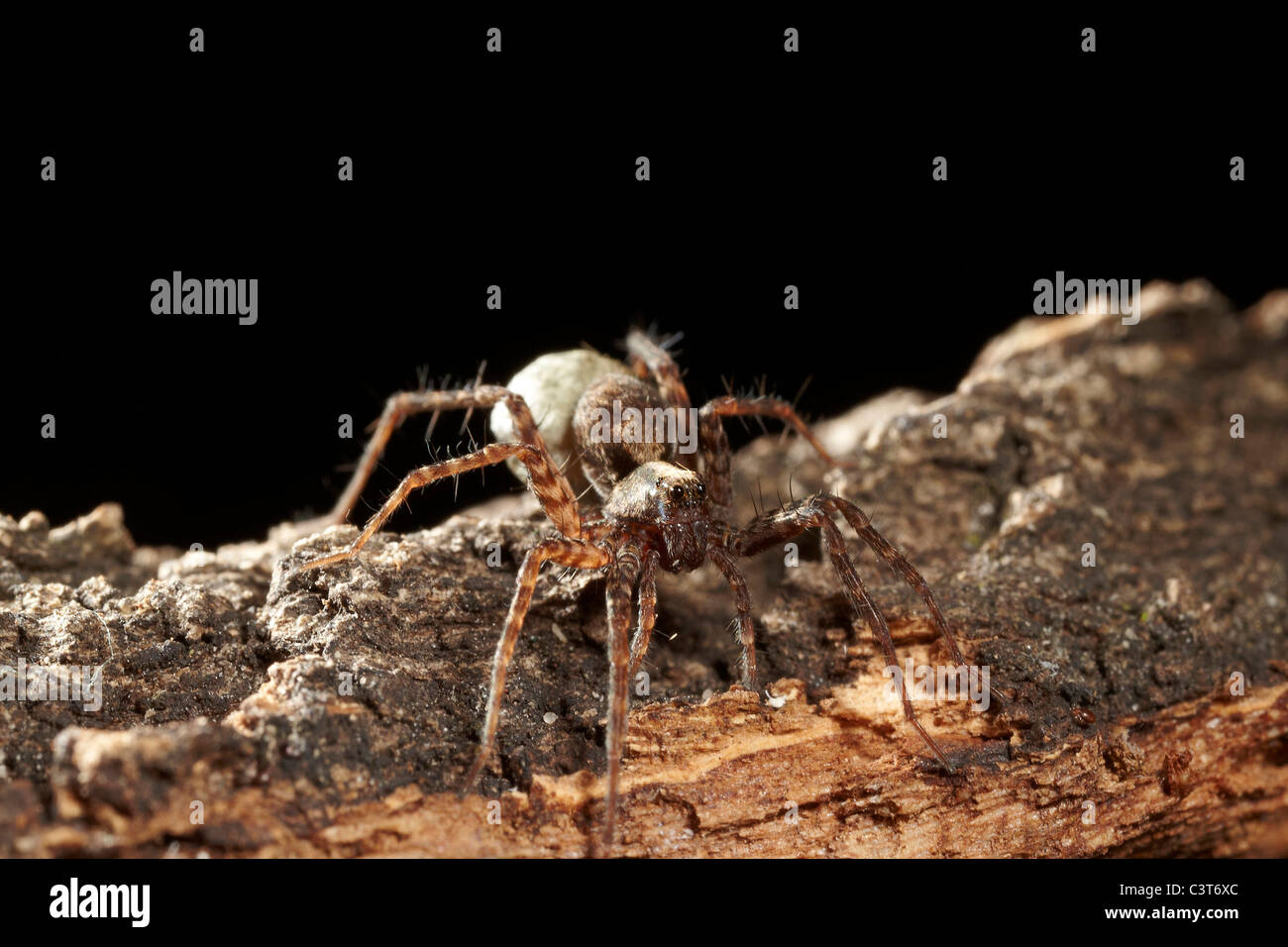 Weibliche Wolfsspinne, Pardosa Amentata tragen ihre breite gefalzt Ei Sac, UK Stockfoto