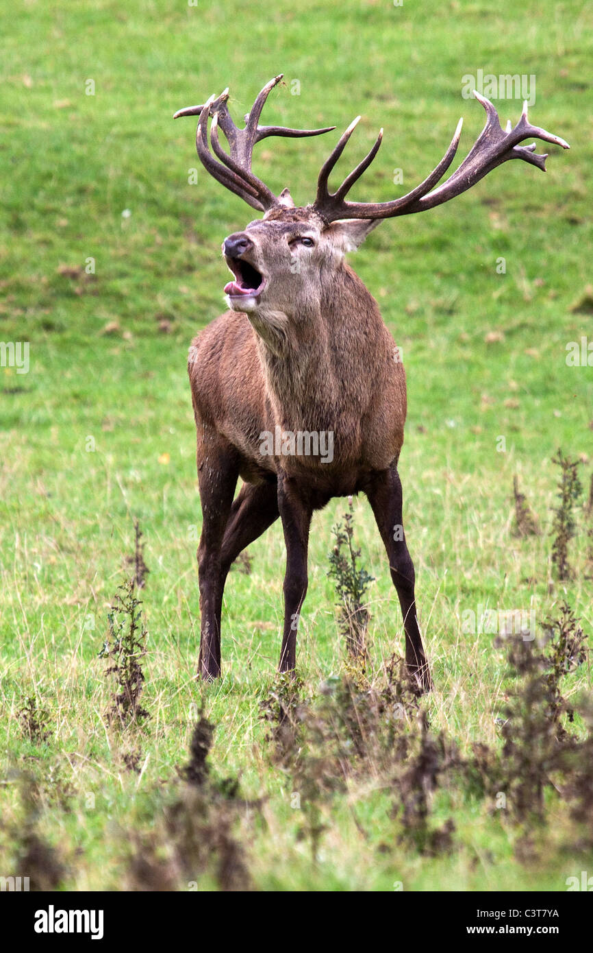 Rothirsch Hirsch - Cervus elaphus Stockfoto