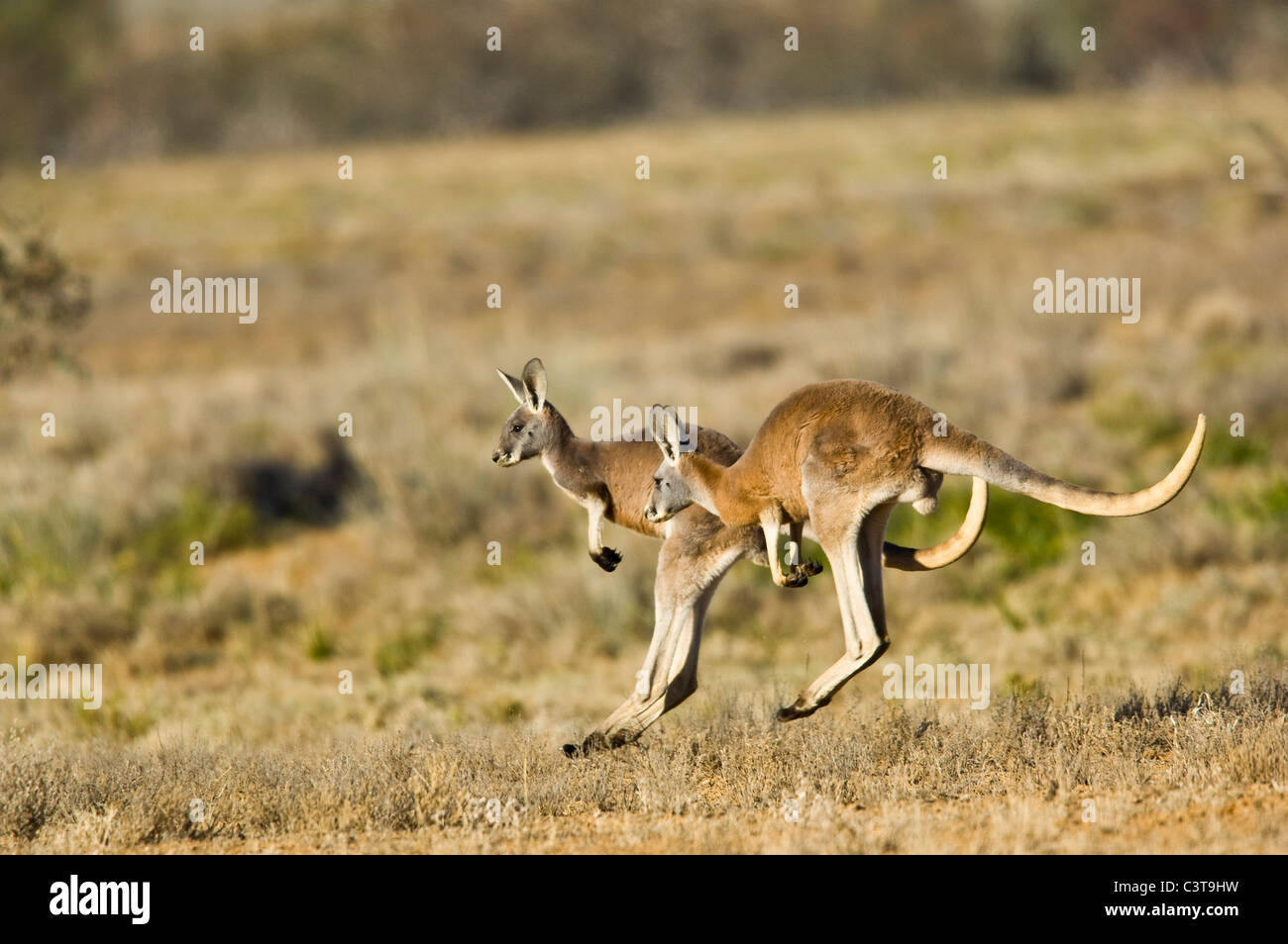 Roten Kängurus hüpfen, Sturt National Park, New-South.Wales, Australien Stockfoto