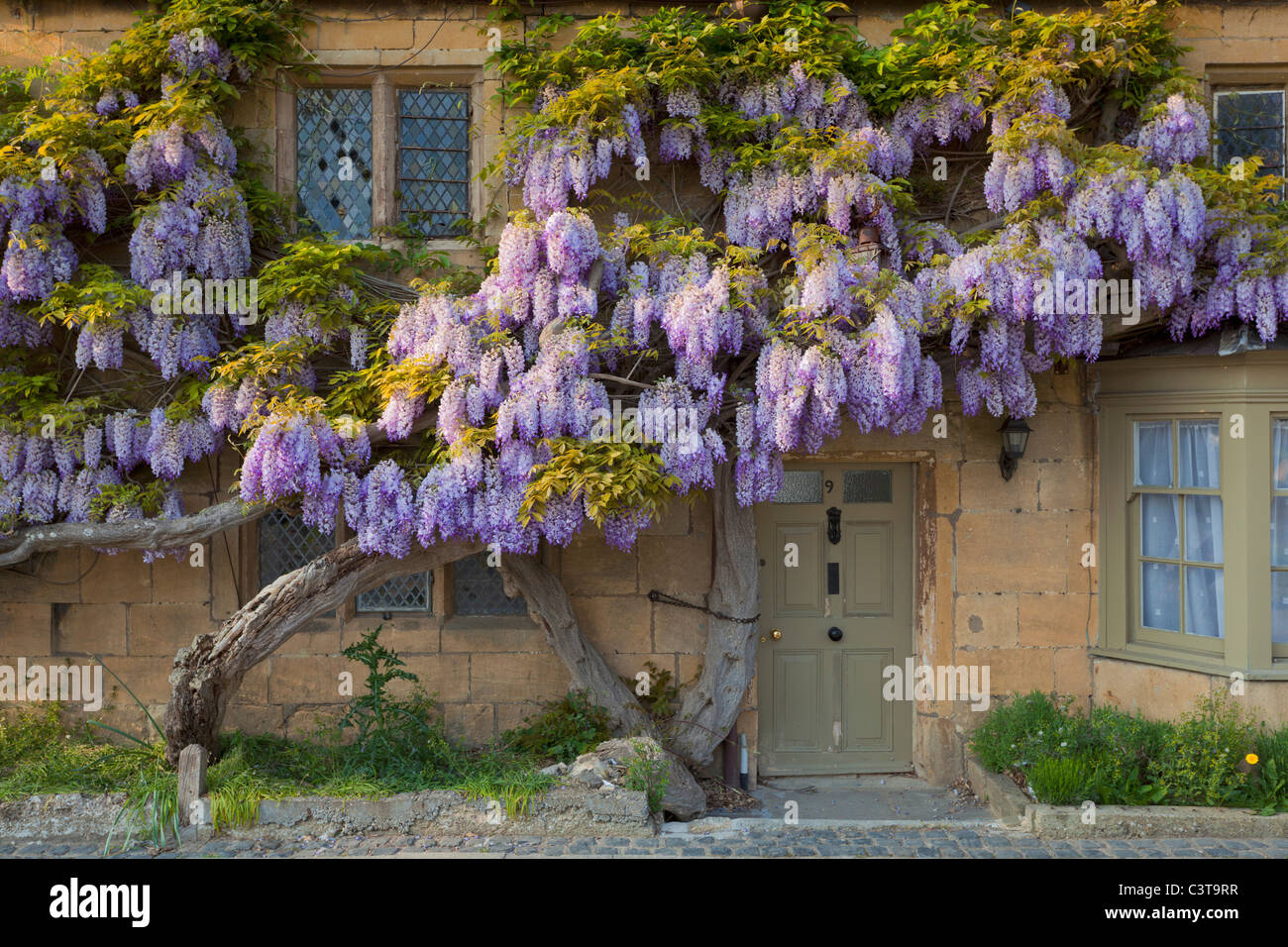 Purple Wisteria Wisteria sinensis an einer Hauswand im Cotswold-Dorf am Broadway The Cotswolds Worcestershire England GB UK Europe Stockfoto