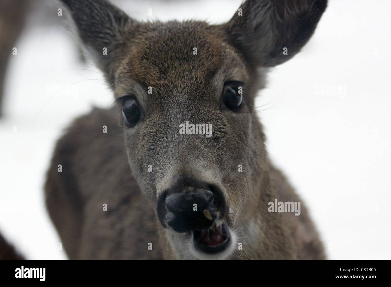 Nahaufnahme von neugierig White Tail Hirsch Doe im Fenster suchen Stockfoto