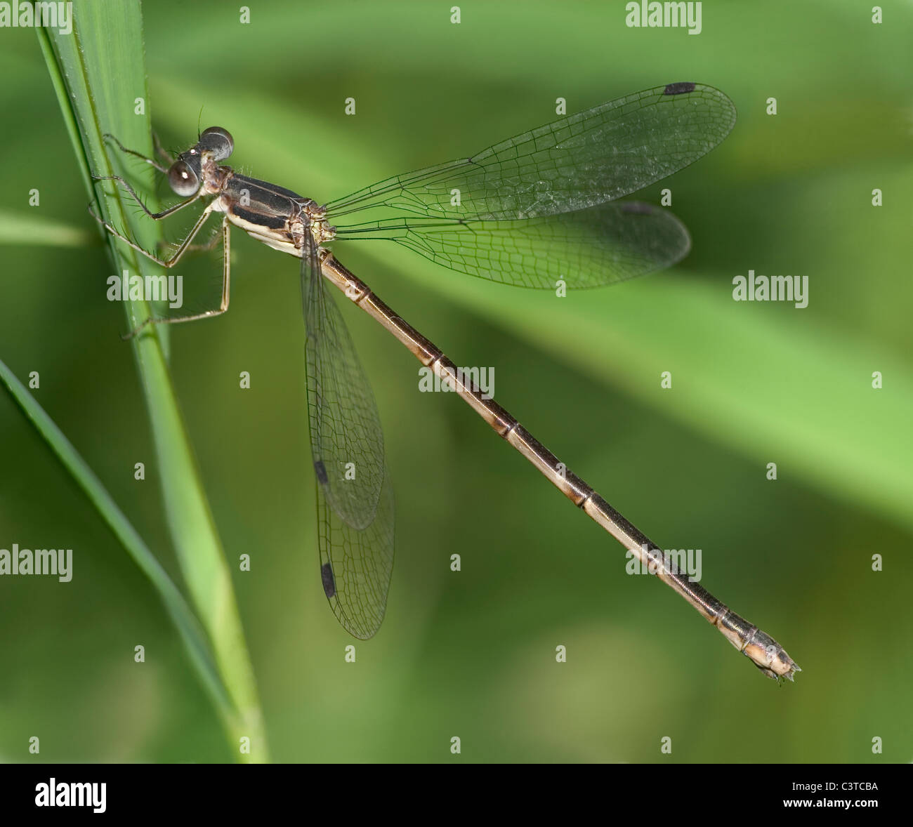 A Southern Spreadwing Damselfly, Lestes Australis,- oder vielleicht eine schlanke Spreadwing Lestes Rectangularis Stockfoto