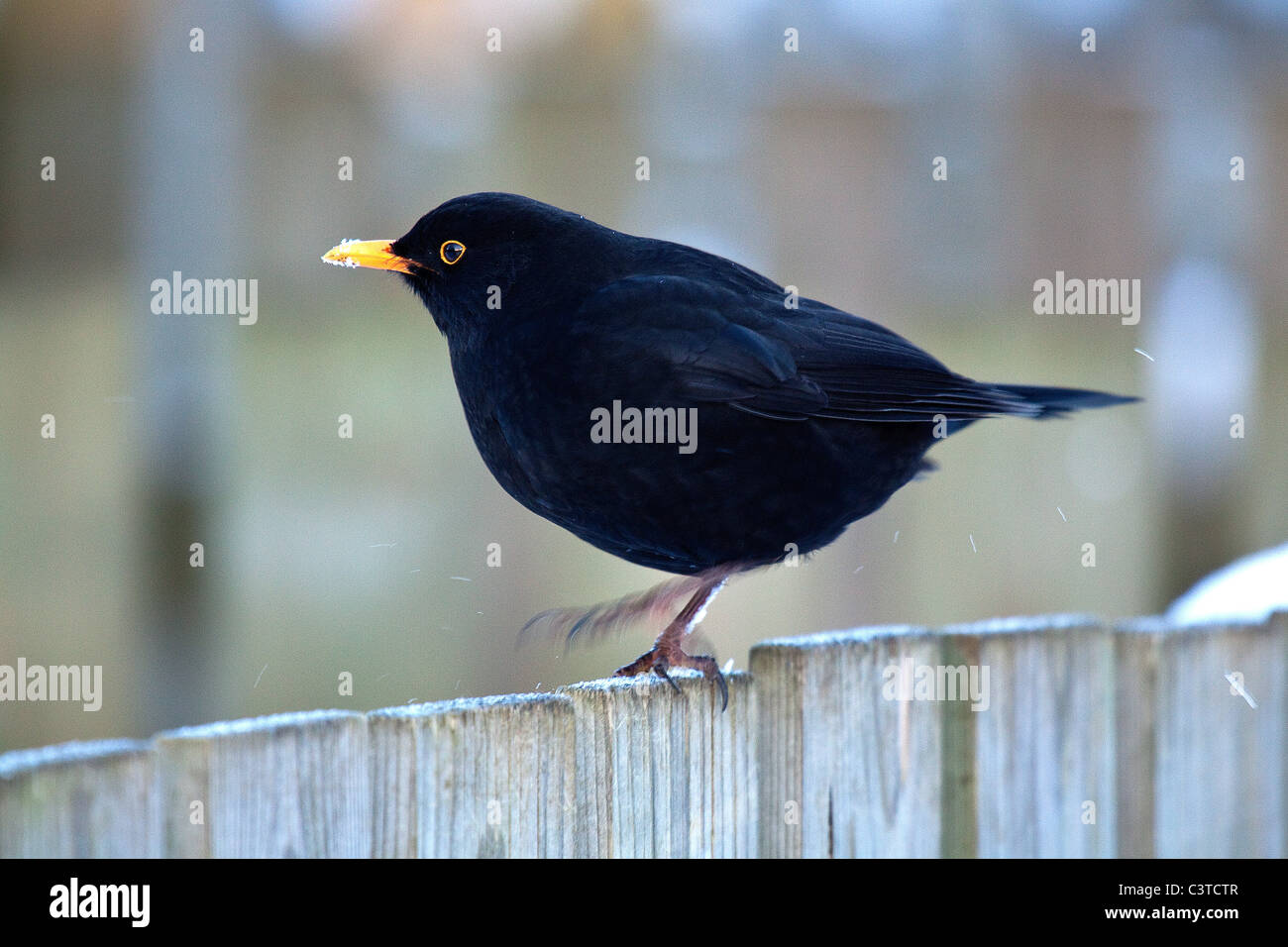 Blackbird - Turdus merula Stockfoto