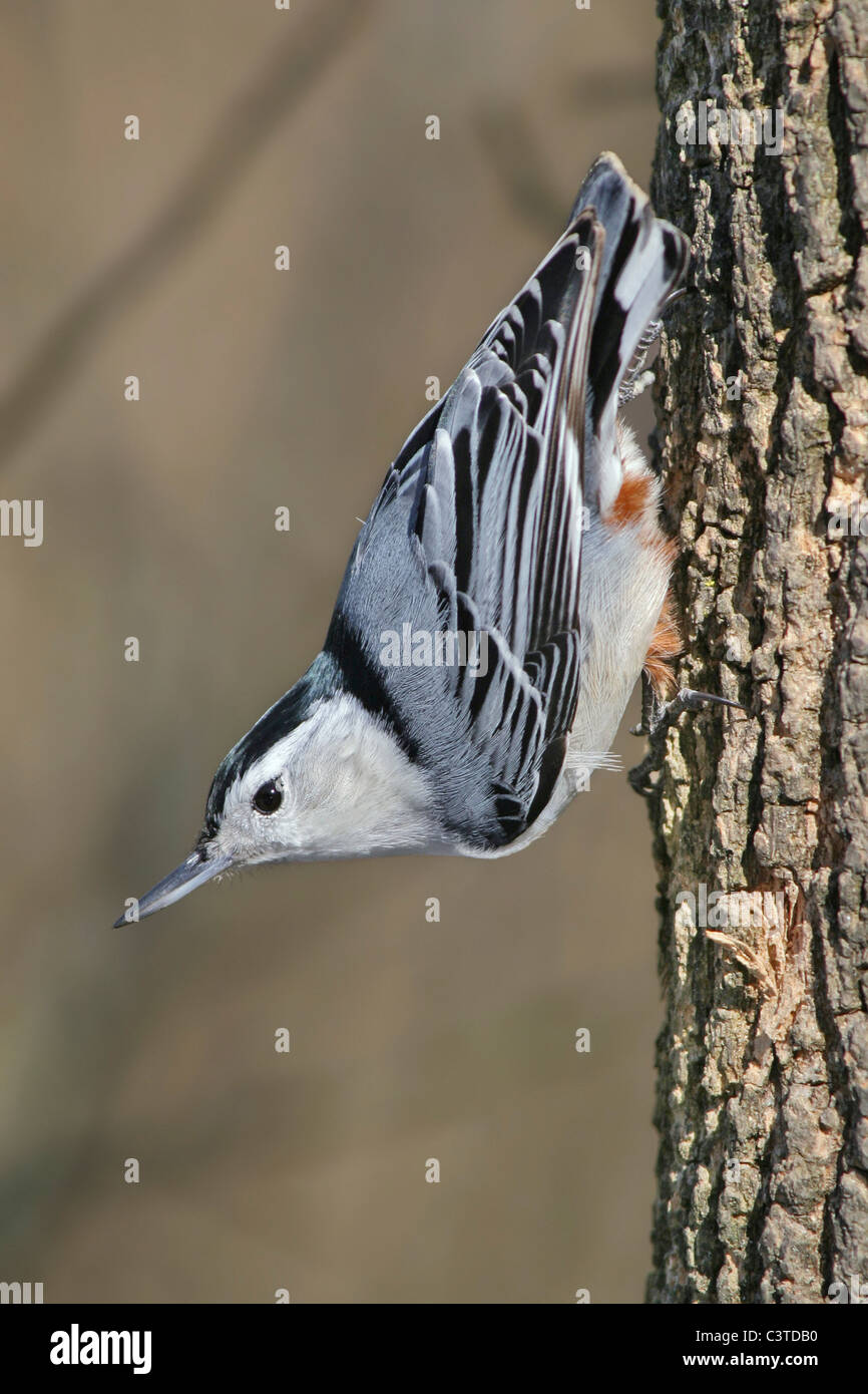 Ein kleiner Vogel, weiß Breasted Kleiber In A typischen Pose, Sitta Carolinensis, Stockfoto