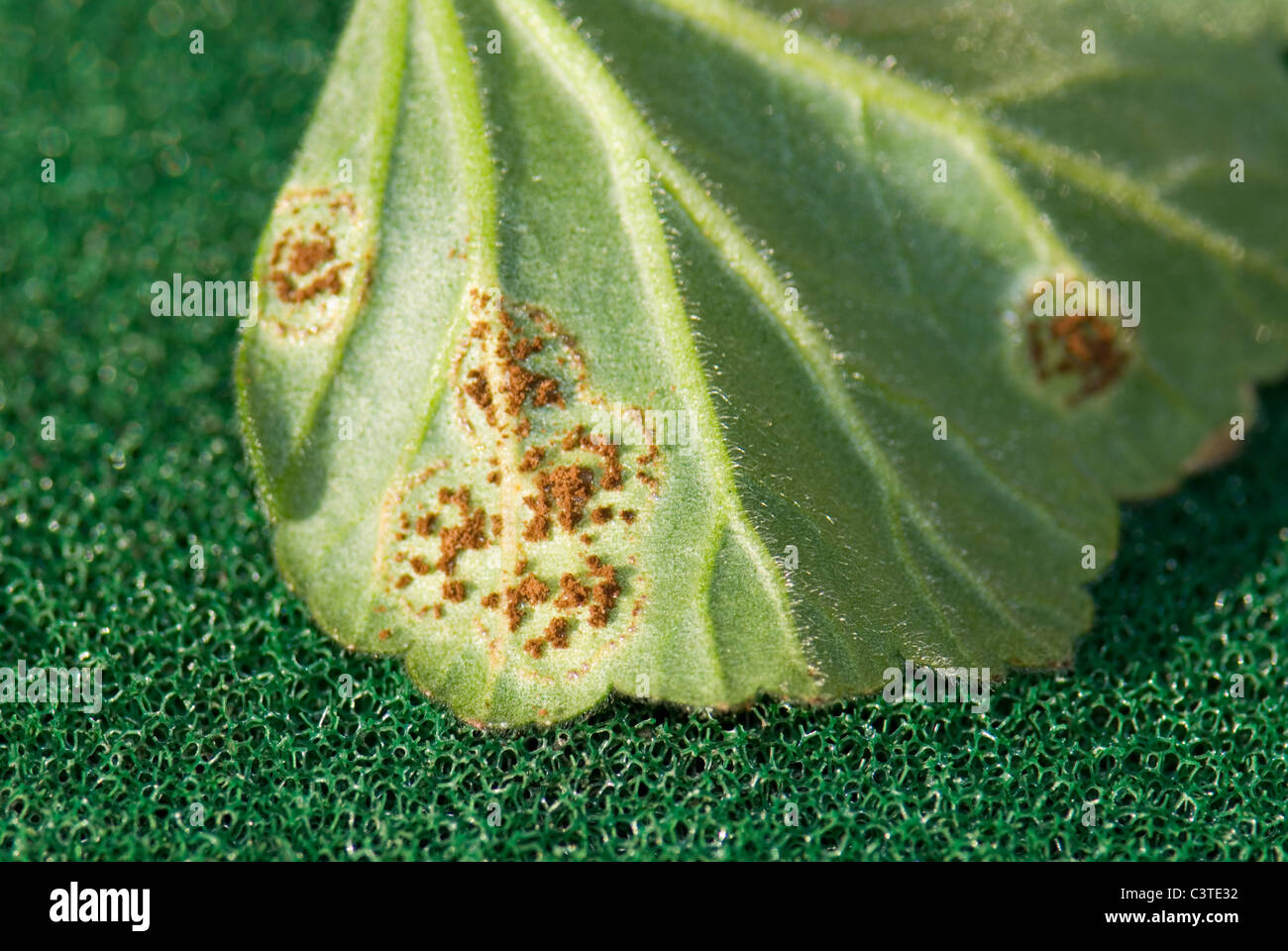 Fungus on geraniums Fotos und Bildmaterial in hoher Auflösung Alamy