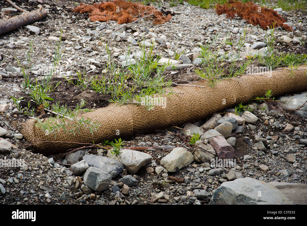 Kokosnuss Kern dient als Basis für die Wiederanpflanzung Weiden im Rahmen des Projekts Sauerkraut Creek Stream Restaurierung. Stockfoto