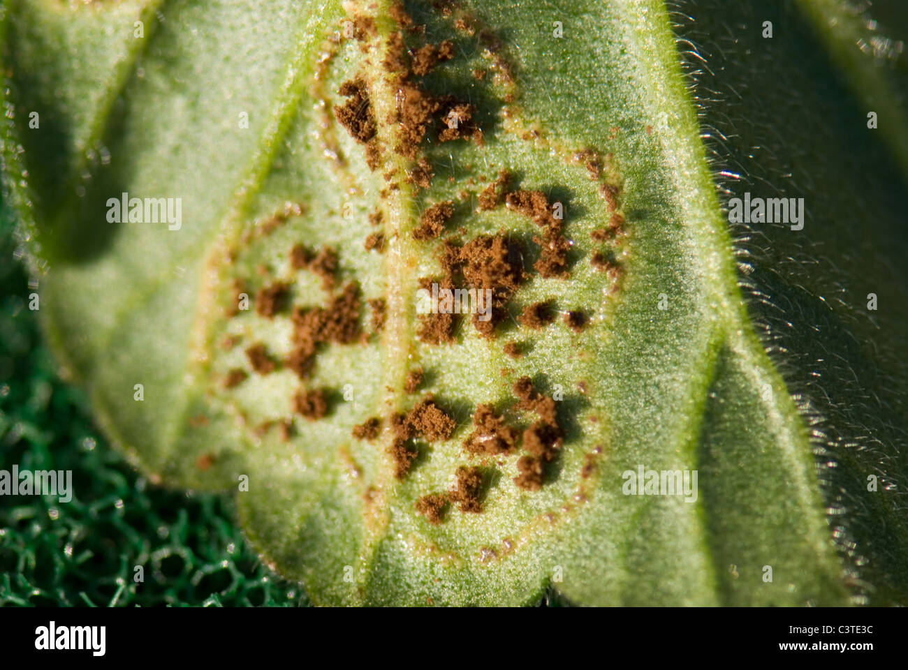 Disease on leaf geranium Fotos und Bildmaterial in hoher Auflösung