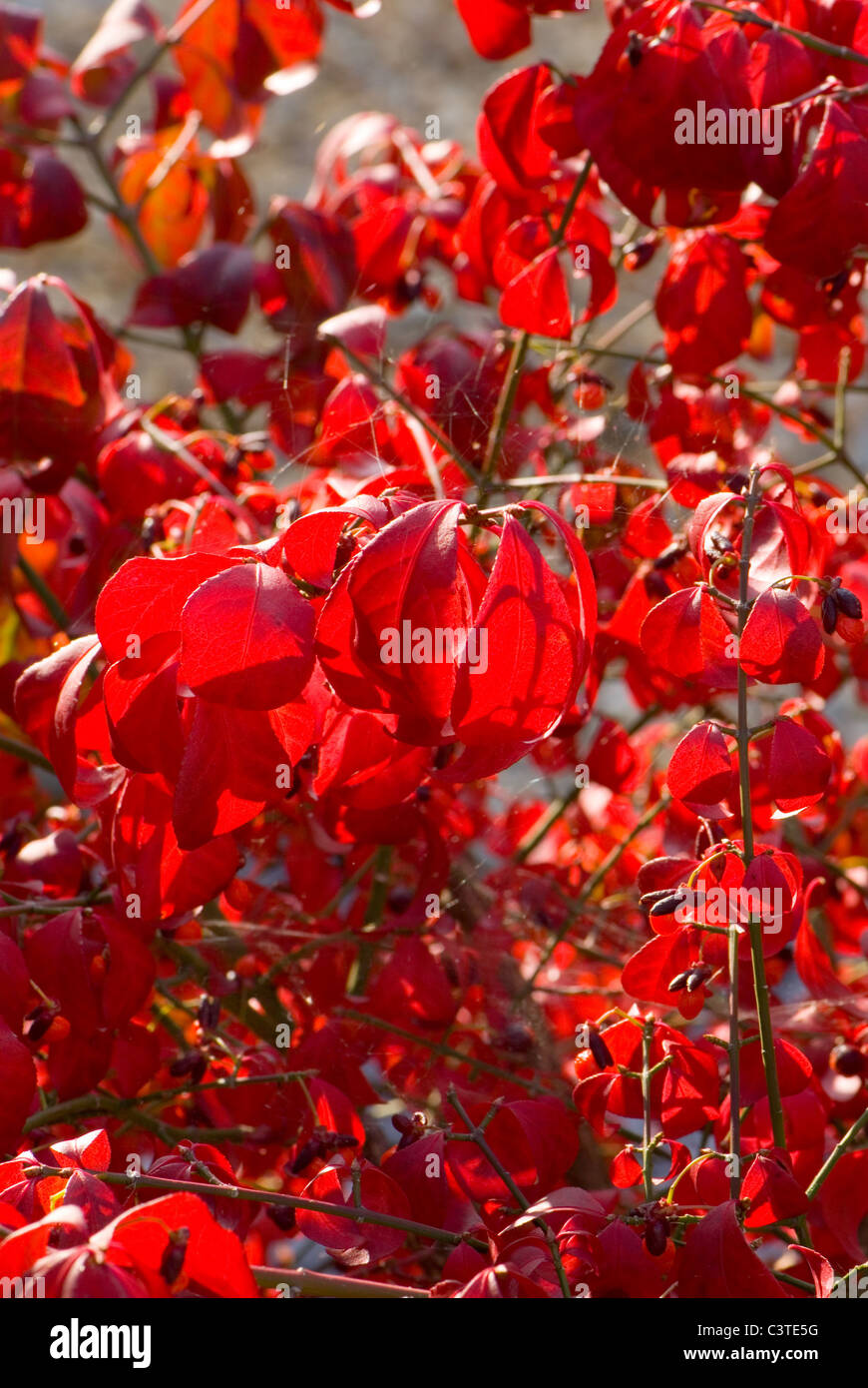 Rote Blätter im Herbst von der Spindel Baum, Euonymus alatus Stockfoto