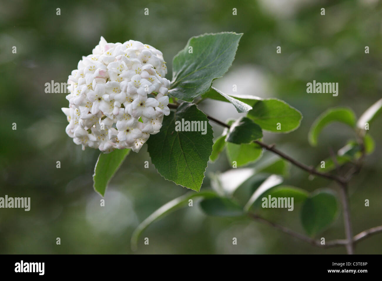 Viburnum x carlcephalum Stockfoto