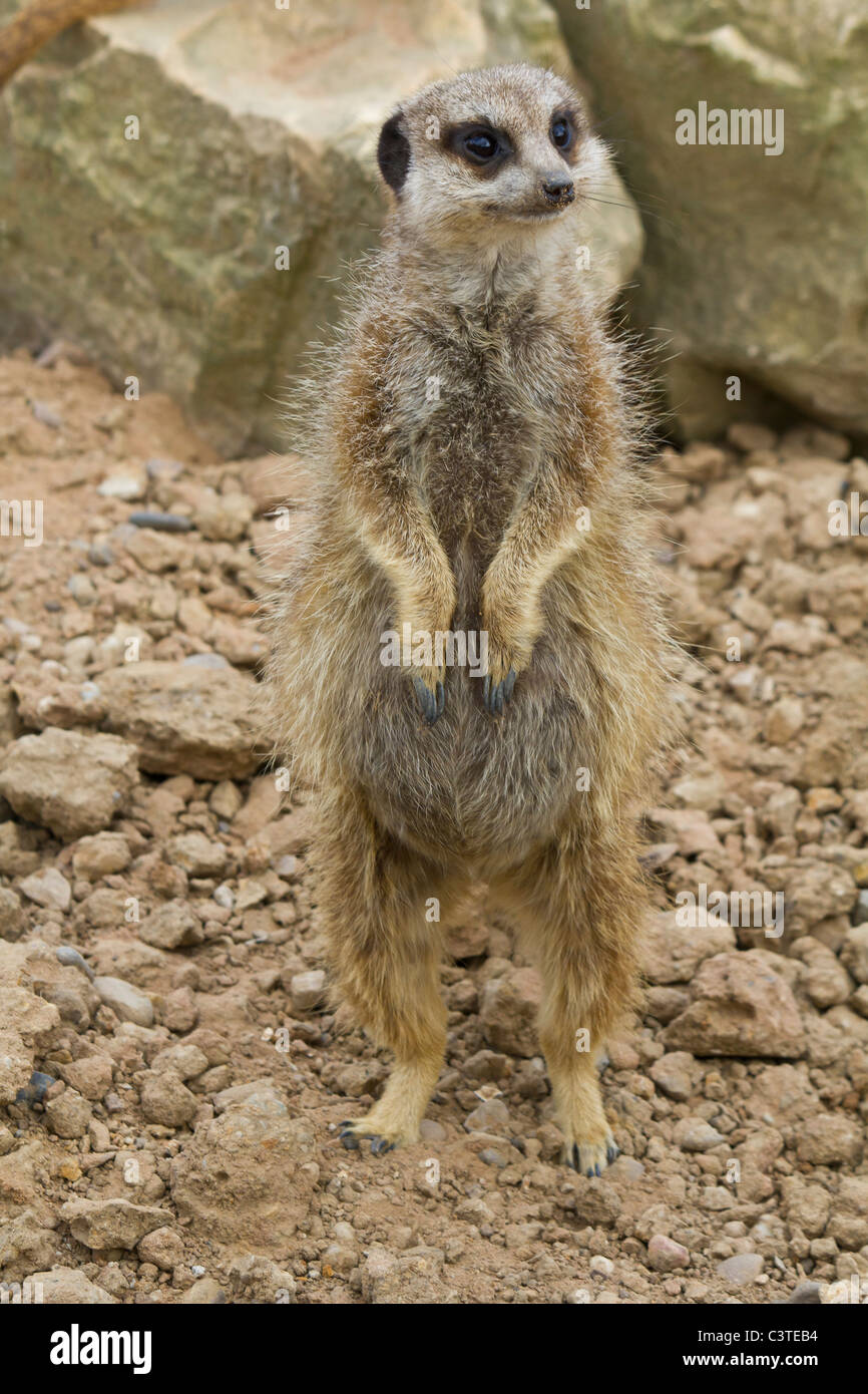 Eine Menschenmenge wartete auf diesen Moment und wir mussten nicht lange warten Stockfoto