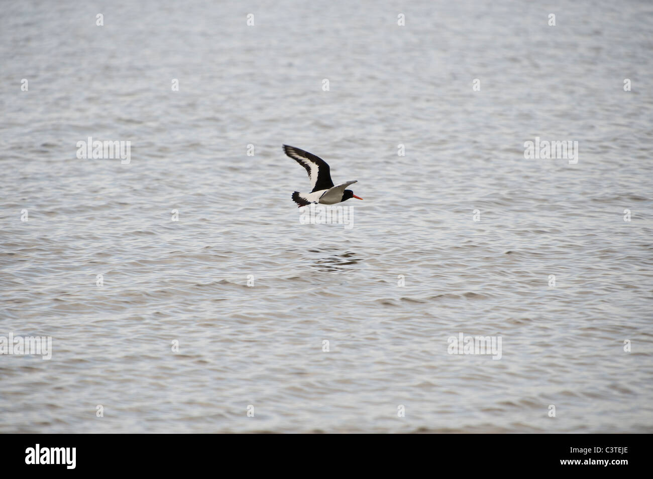 Ein Austernfischer fliegt niedrig über dem Meer. Stockfoto