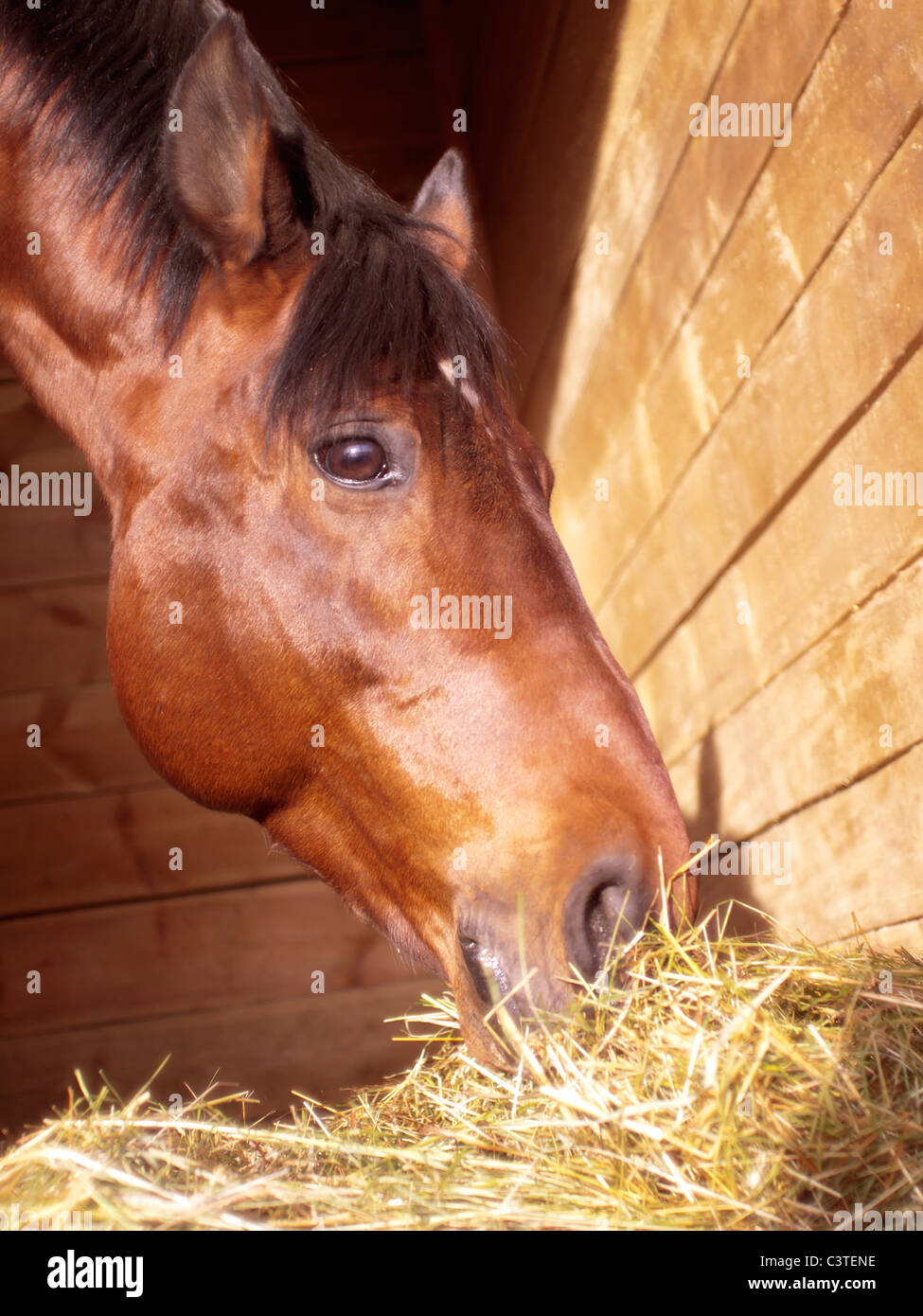 Essen Pferd In Locker Box Stockfotografie Alamy