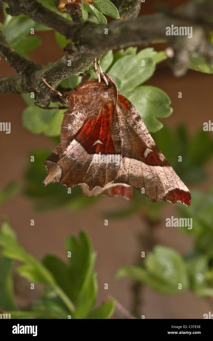 Lila Thorn (Selenia Tetralunaria) Stockfoto