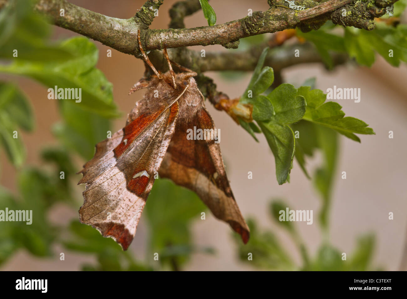 Lila Thorn (Selenia Tetralunaria) Stockfoto