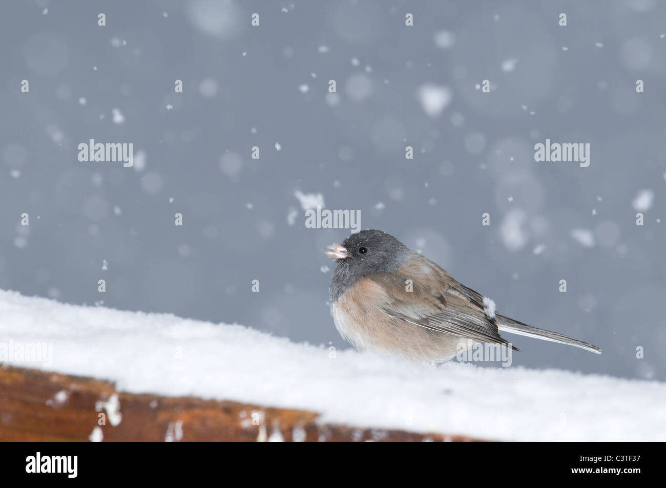 Mit Kapuze Junco (J. Hyemalis) auf verschneiter Zaun Schiene Stockfoto