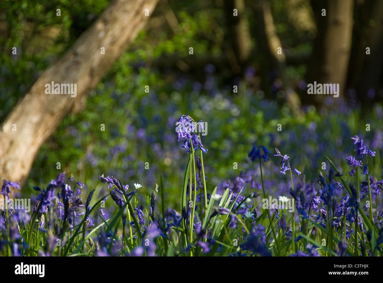 Englischen Bluebells in einem Waldgebiet. Stockfoto