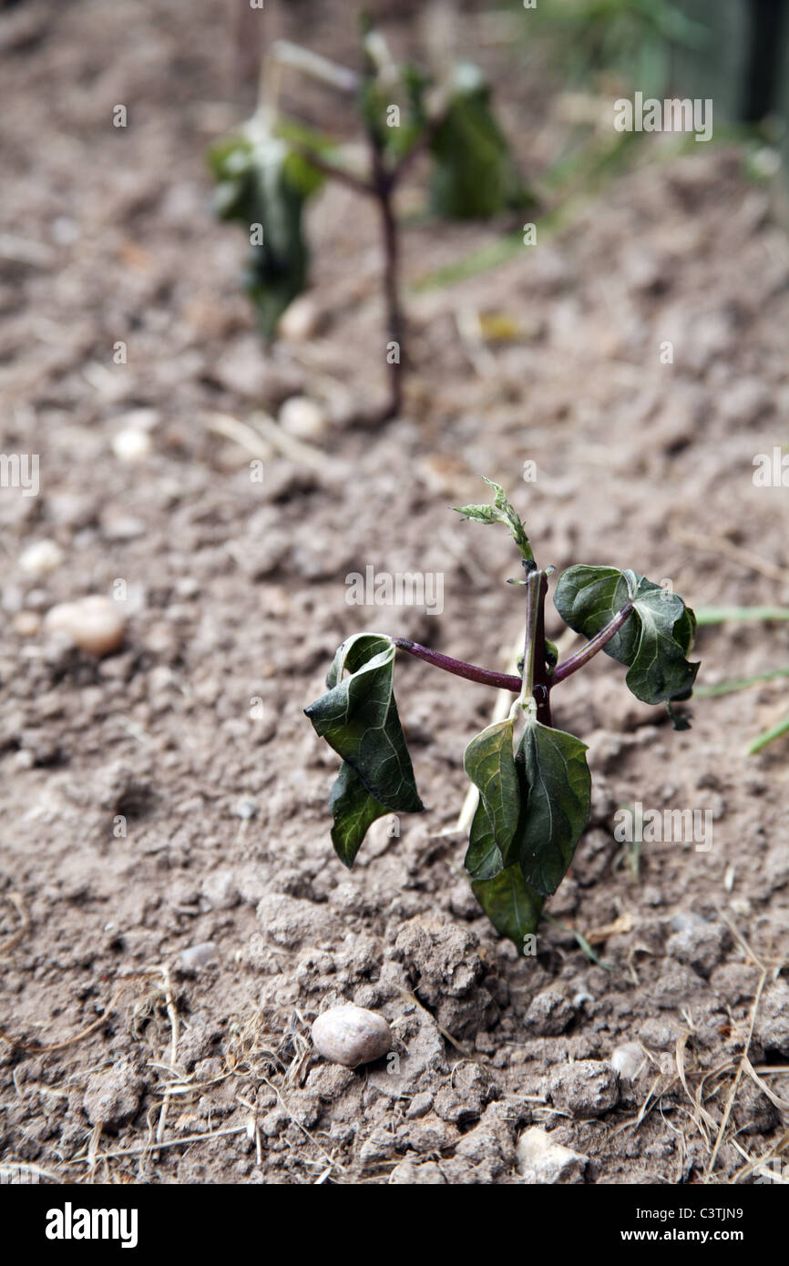 Frost beschädigt French Bean Pflanzen auf einer Zuteilung Stockfoto