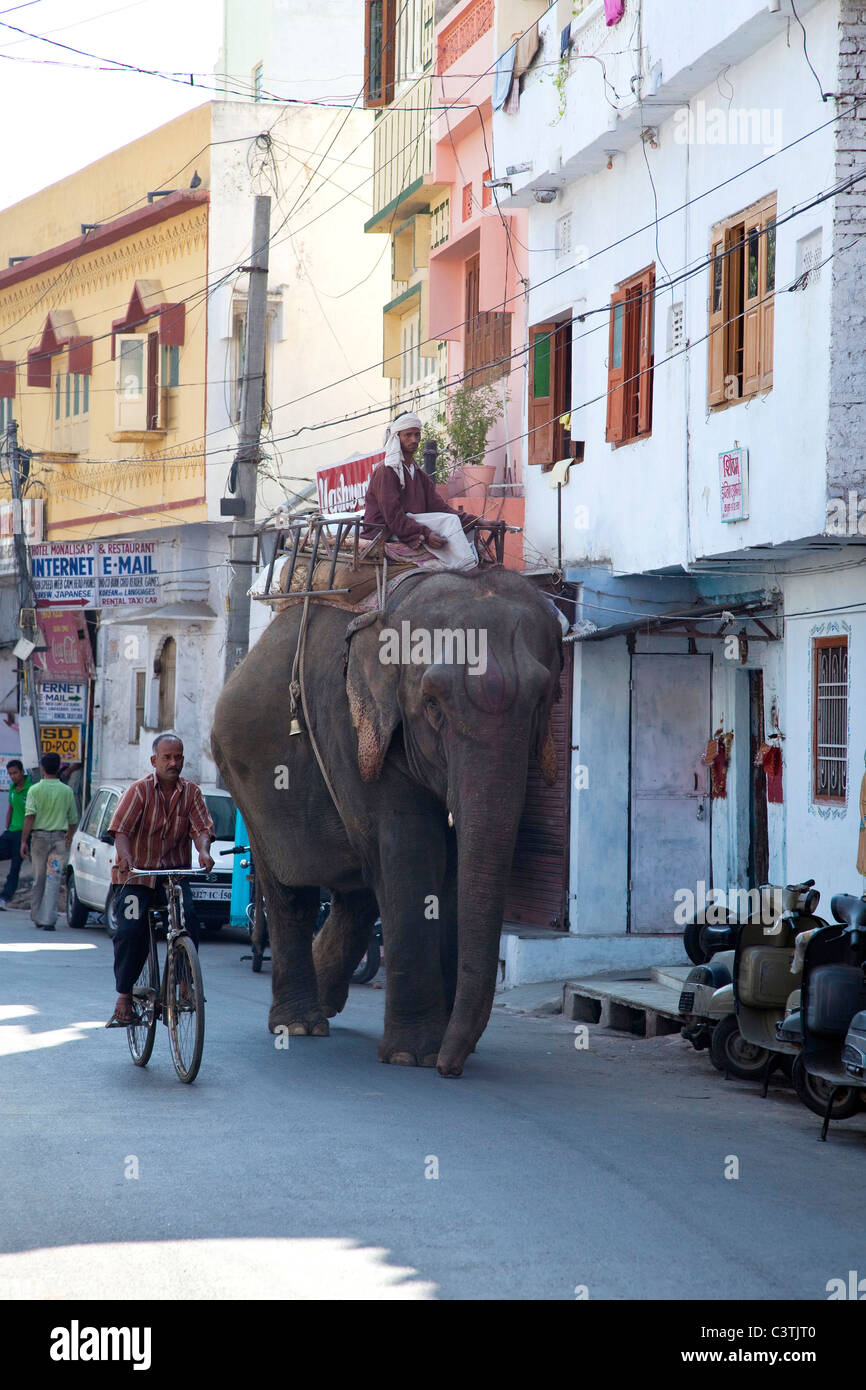 Elefant im Stadtstraße, Udaipur, Rajasthan, Indien Stockfoto