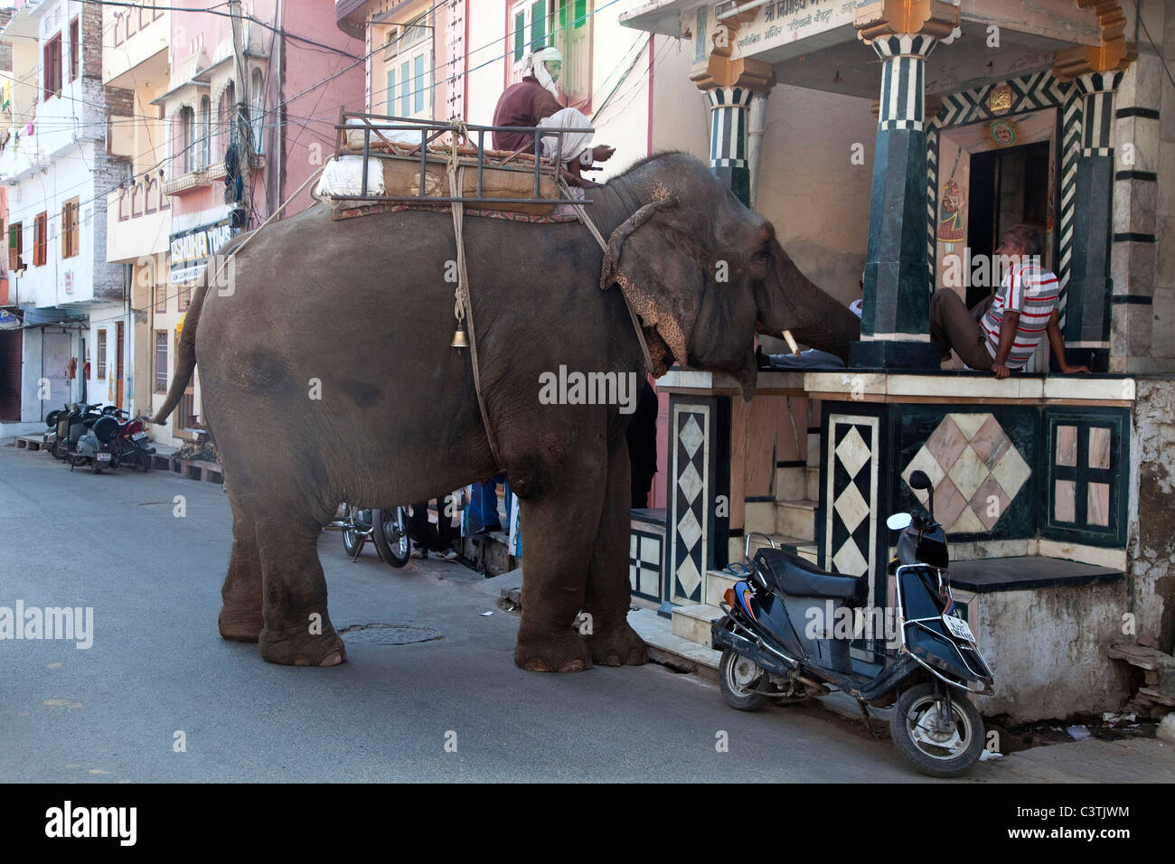 Elefant im Stadtstraße, Udaipur, Rajasthan, Indien, Asien Stockfoto