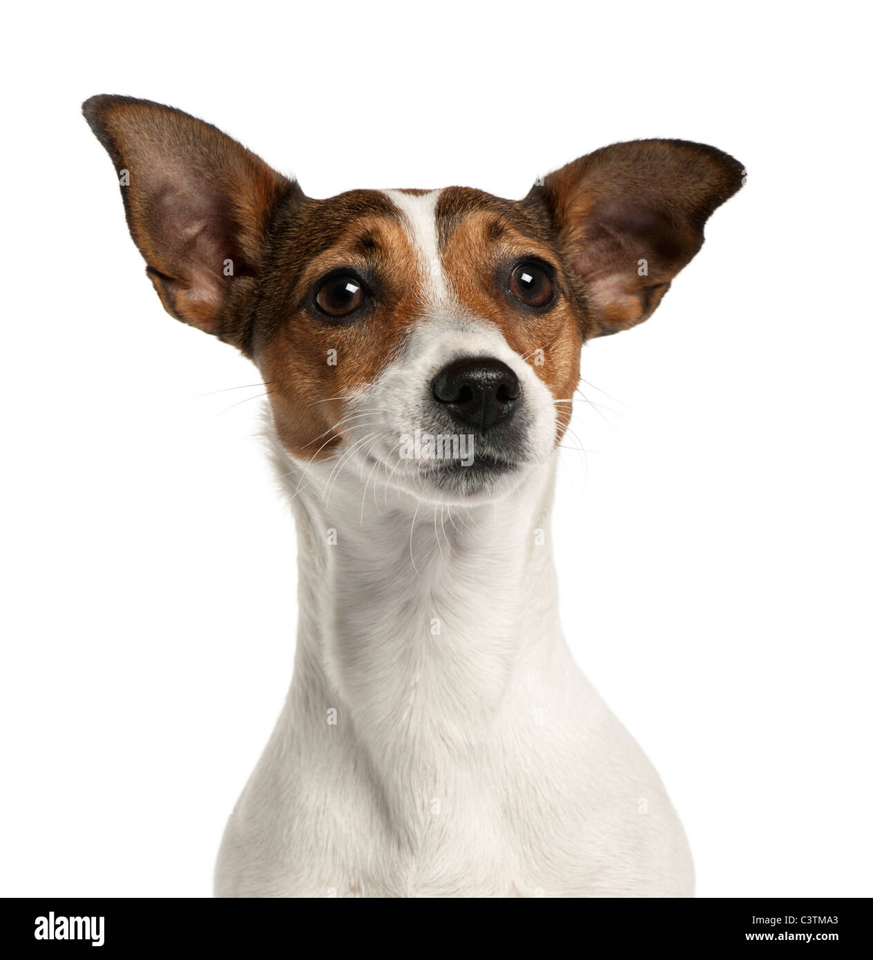 Nahaufnahme der Jack Russell Terrier, 2 Jahre alt, vor weißem Hintergrund Stockfoto