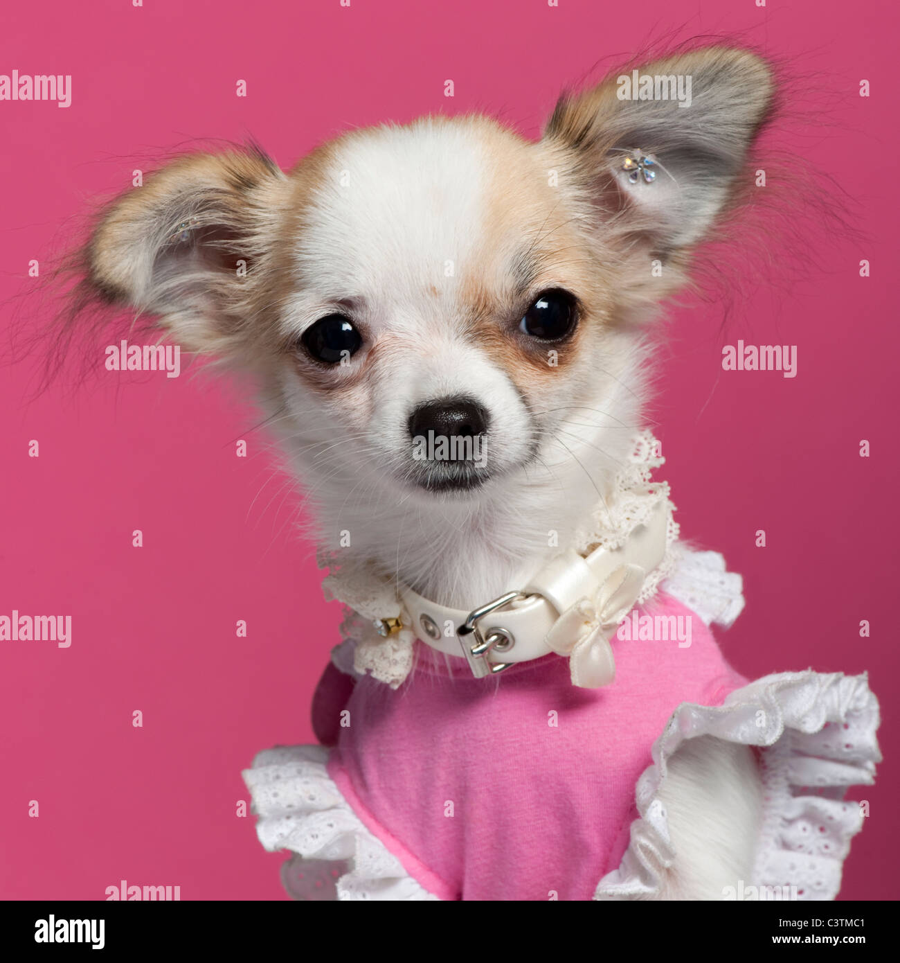 Nahaufnahme von Chihuahua-Welpe in rosa Kleid, 6 Monate alt, vor rosa Hintergrund Stockfoto