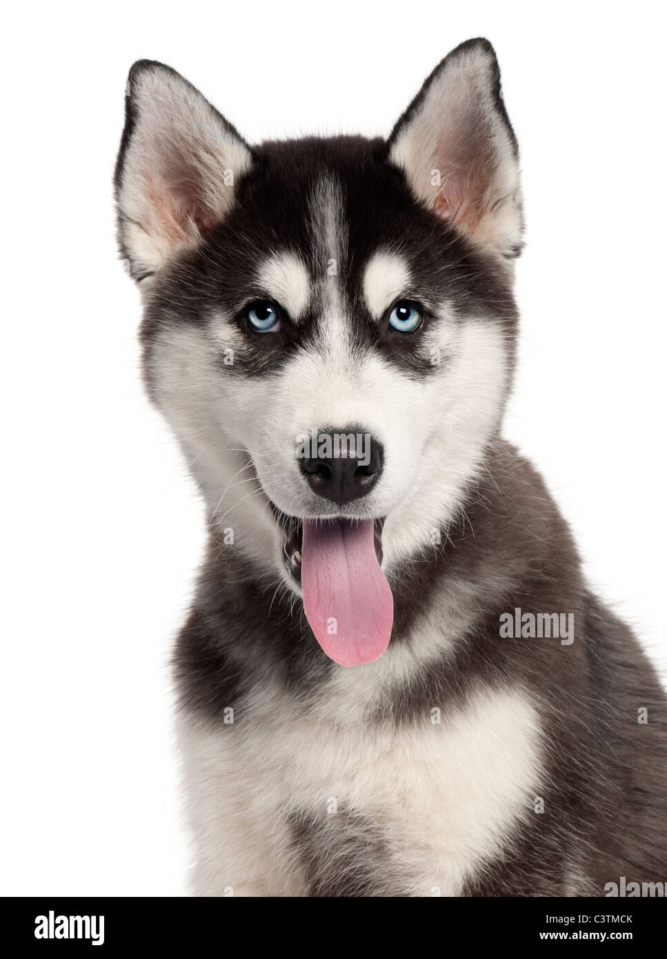 Nahaufnahme des Siberian Husky Welpen, 4 Monate alt, vor weißem Hintergrund Stockfoto