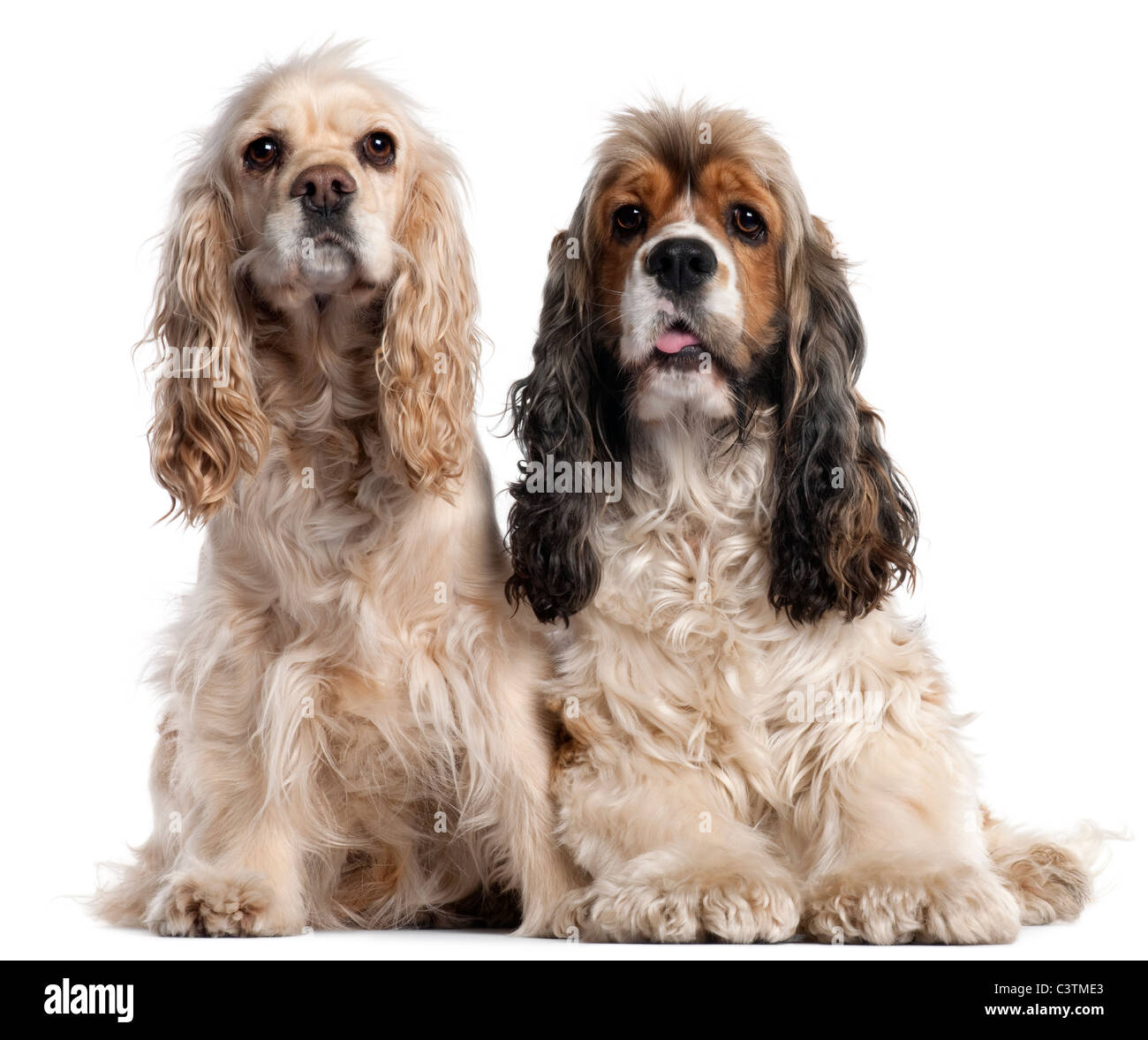 Zwei amerikanische Cocker Spaniels, 1 und 2 Jahre alt, vor weißem Hintergrund Stockfoto