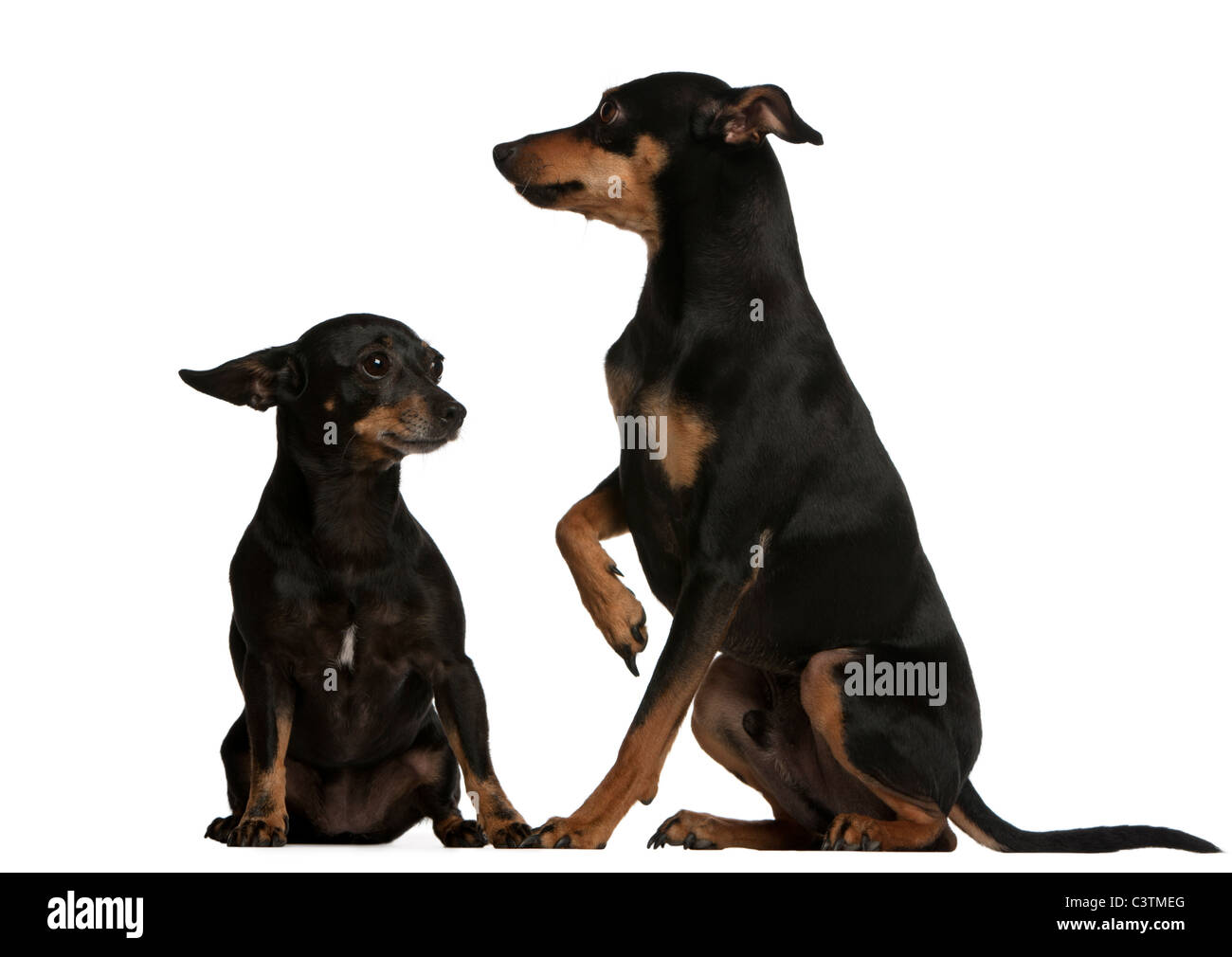 Zwergpinscher, 7 Jahre alt, und Deutsche Pinscher, 4 Jahre alt, sitzt vor weißem Hintergrund Stockfoto