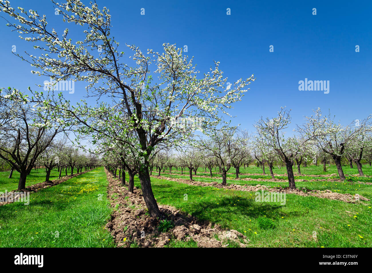 Landschaft mit Obstgarten von Pflaumenbäume in Blüte Stockfoto