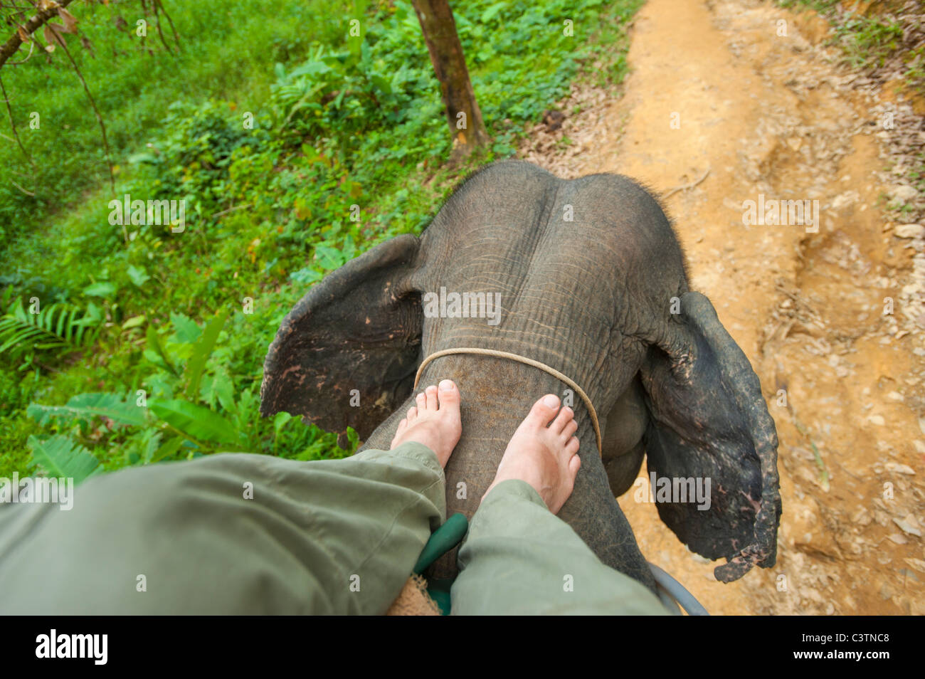 Elefanten reiten auf einem Elefanten eigener regelt Kraft Fahrt bewegen Steuern Führungslineal Anleitung Lenkung Elefant Mahout Bein Beine Stockfoto
