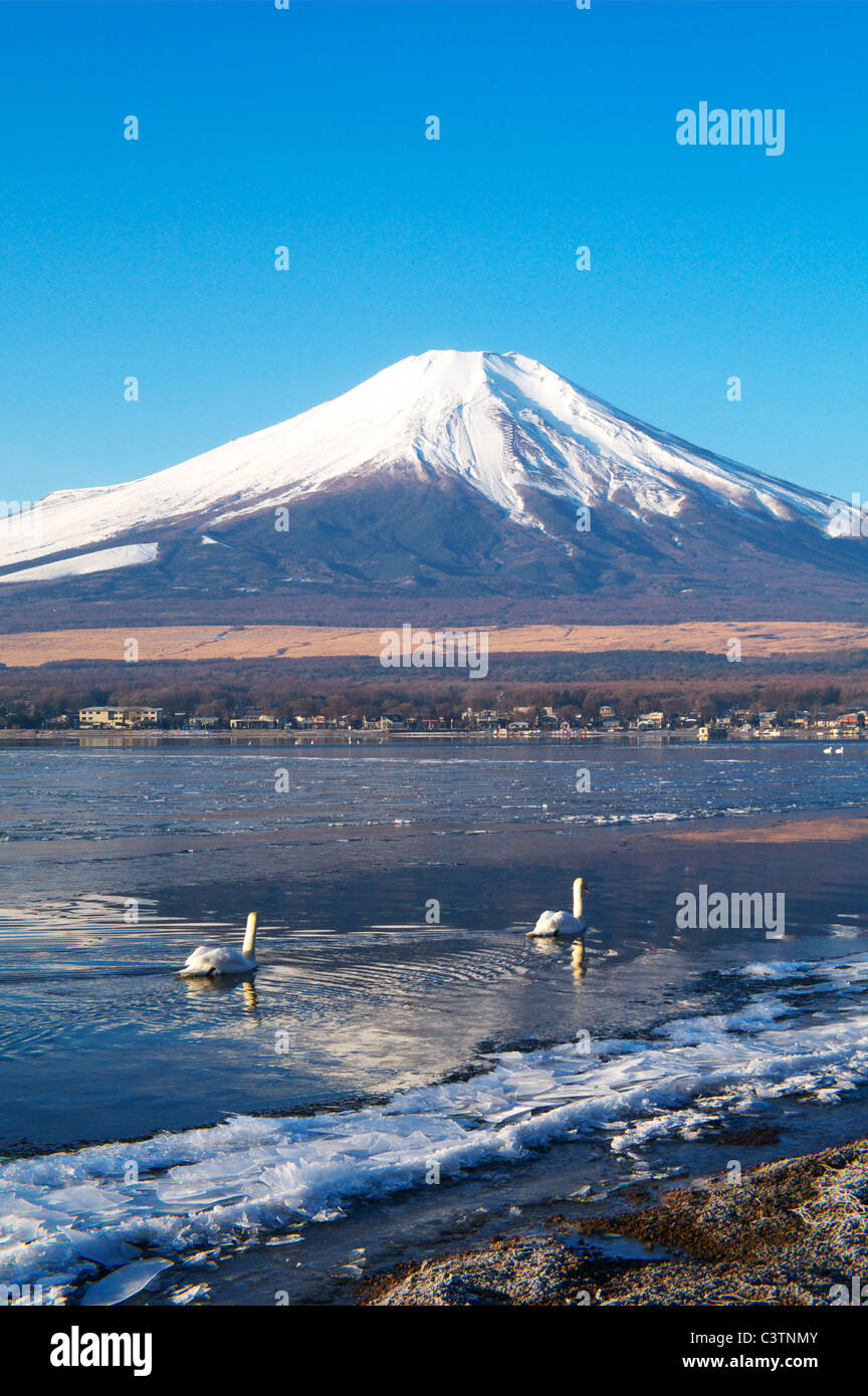 Swan Lake mit dem Berg Fuji im Hintergrund Stockfoto