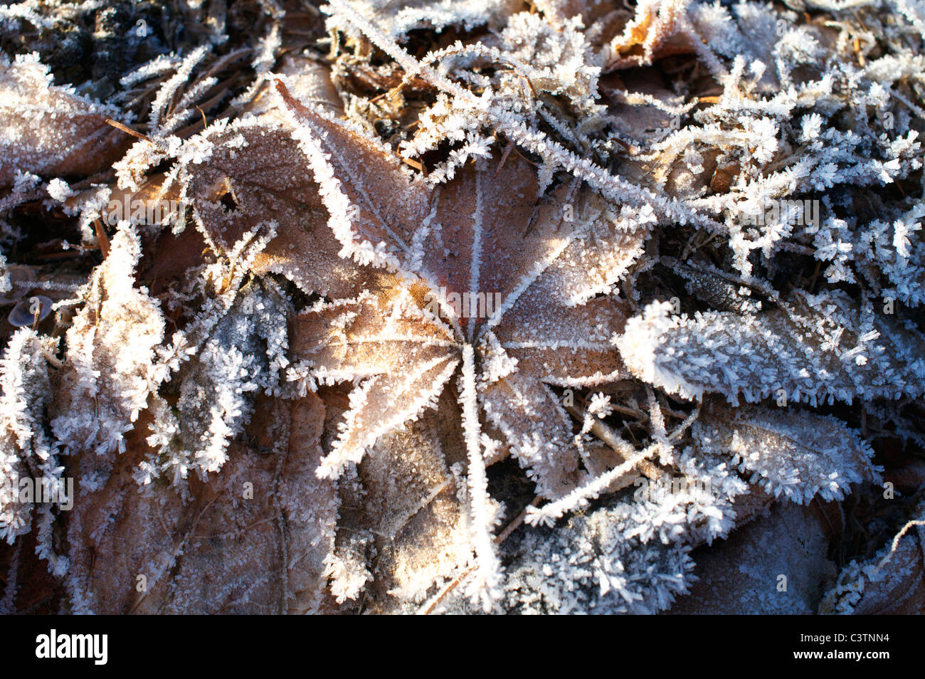 Frost auf den Blättern Stockfoto
