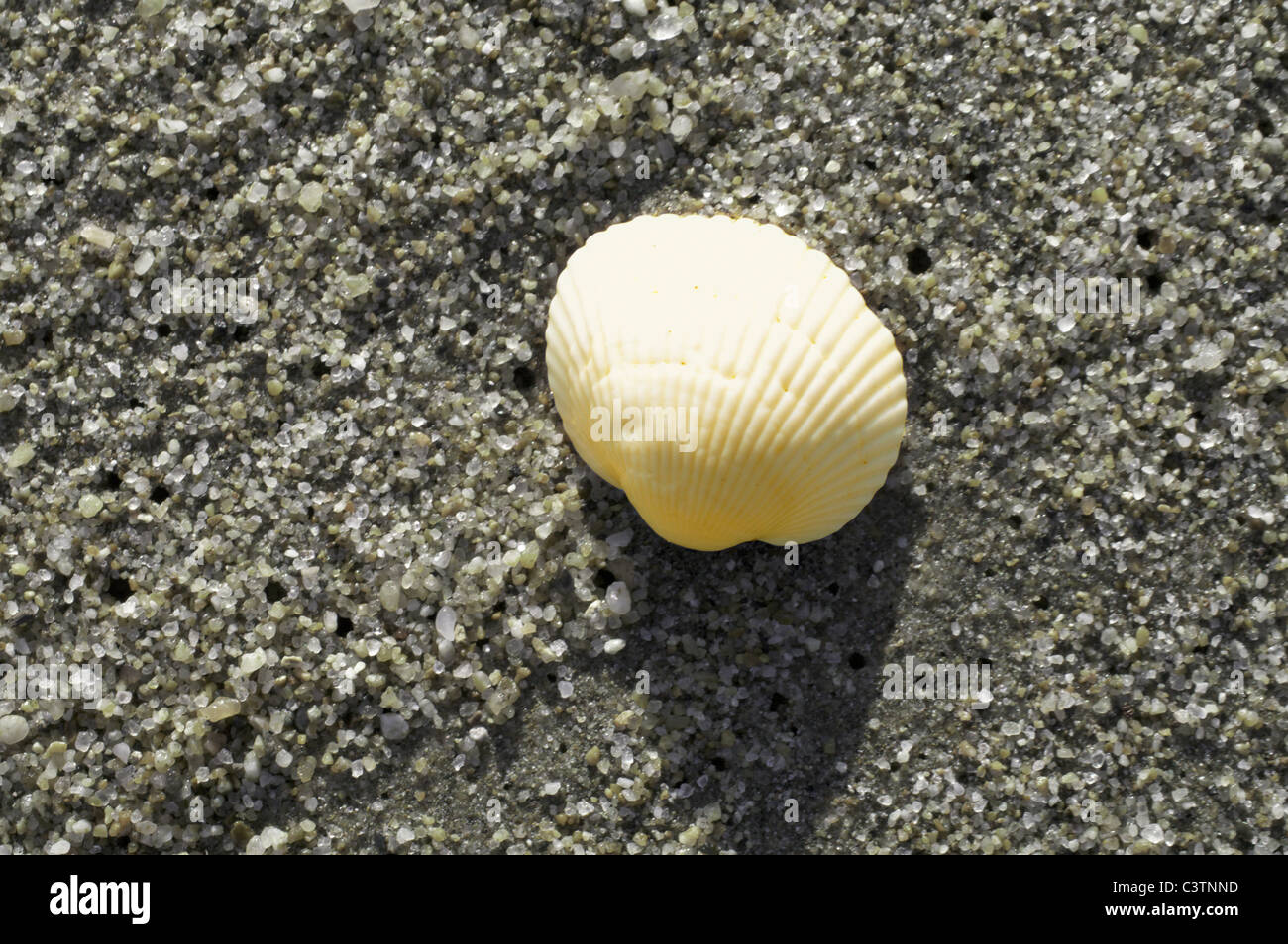 Shell auf Sand Stockfoto