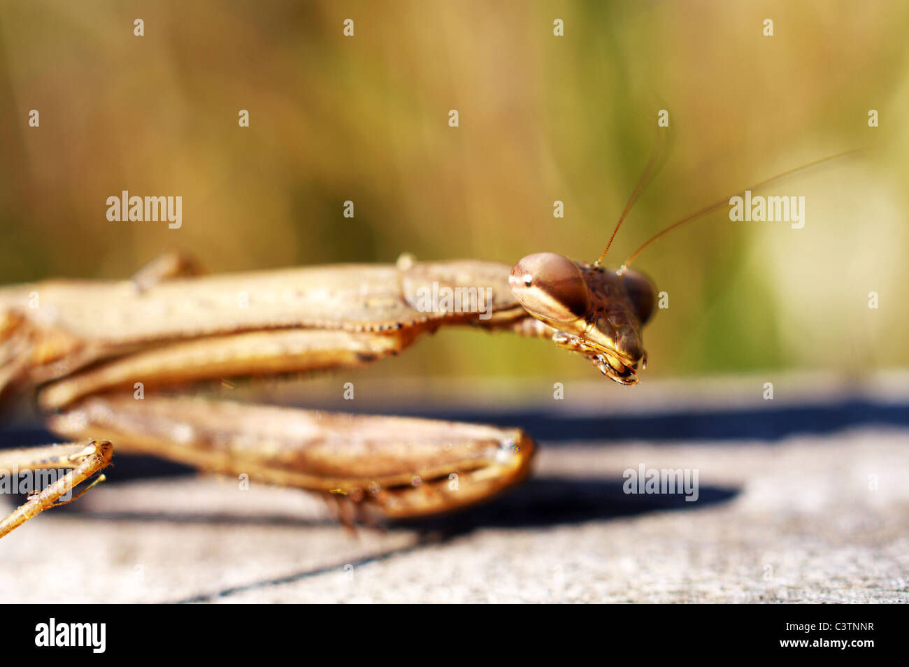 Single Mantis Stockfoto