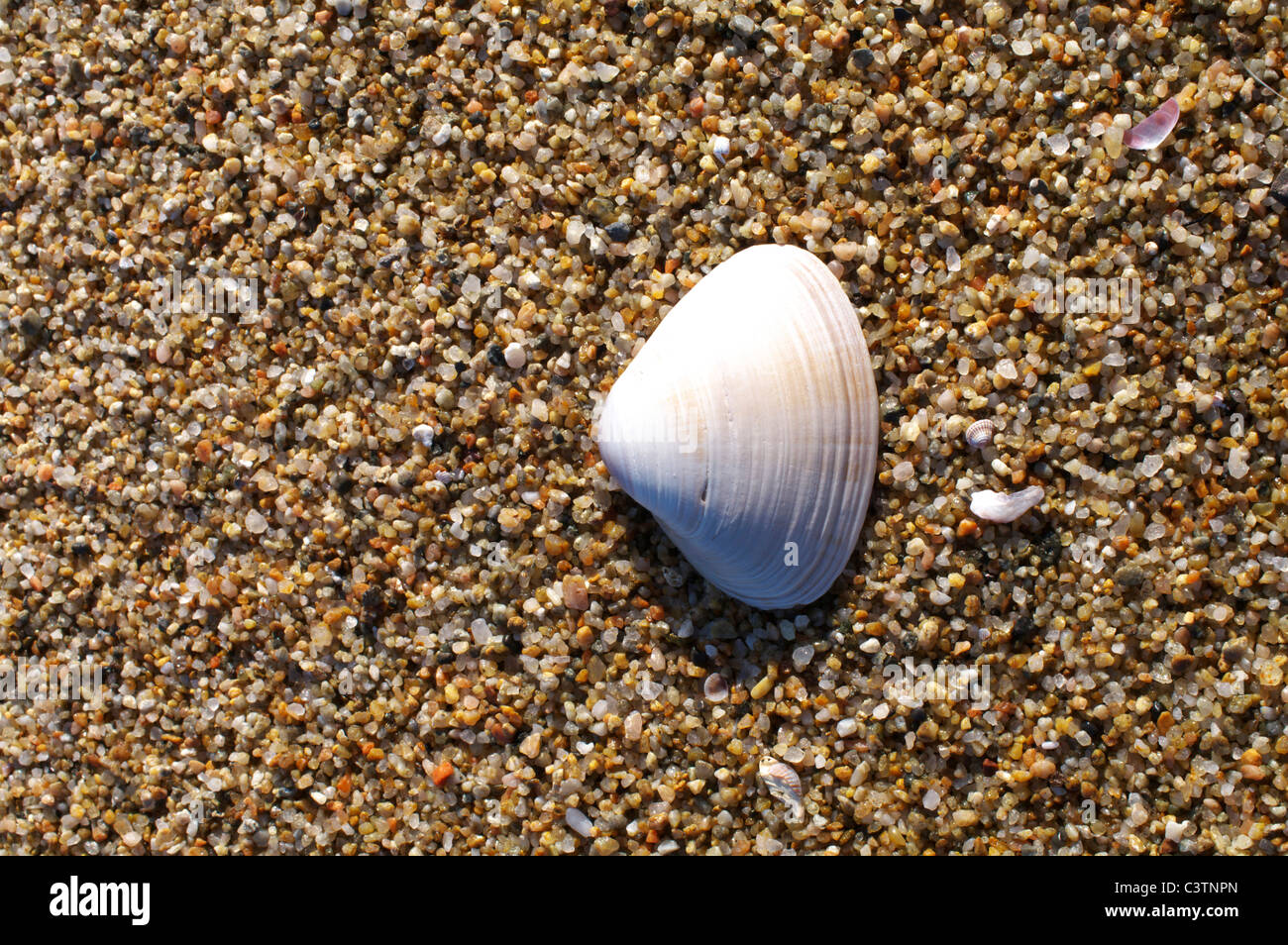 Muscheln auf Sand Stockfoto