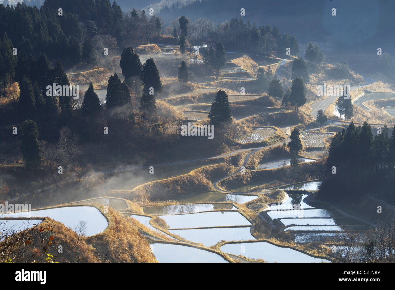 Terraced Rice Paddy Stockfoto