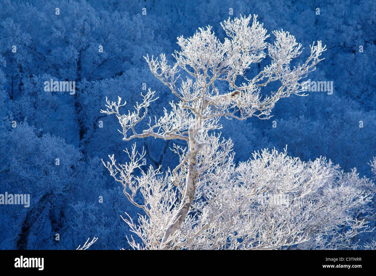 Frost auf Ästen Stockfoto